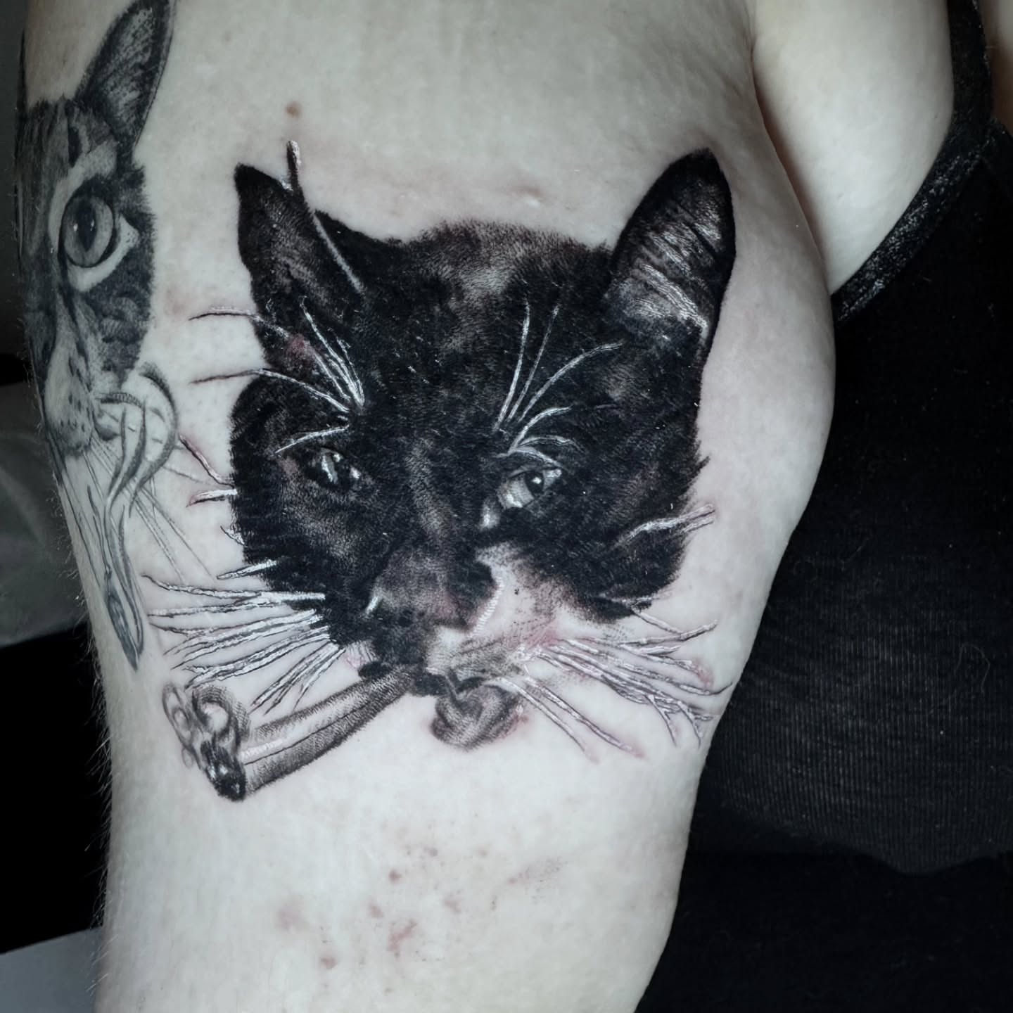 Cat realism tattoo on the forearm by Fia Lopez