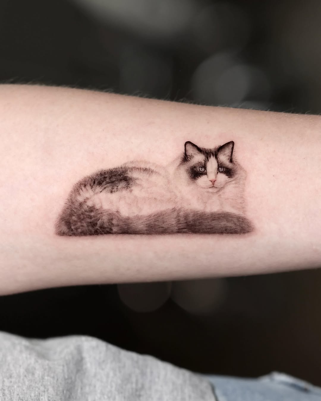 Ragdoll cat realism tattoo on the forearm by LA Tattoo Yeono