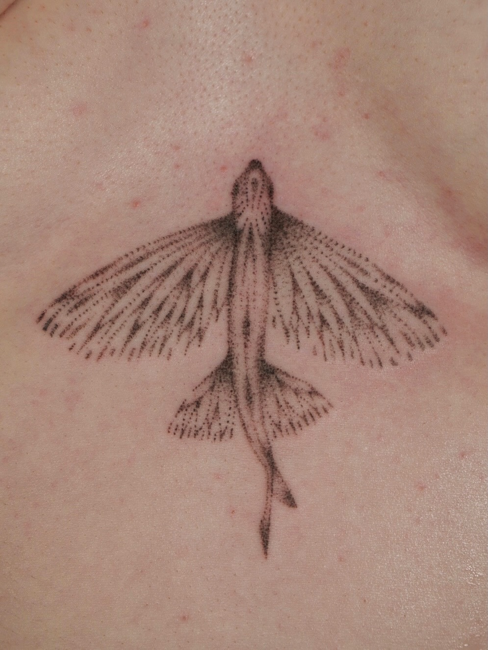 Tattoo by @poeticpokes — dotwork