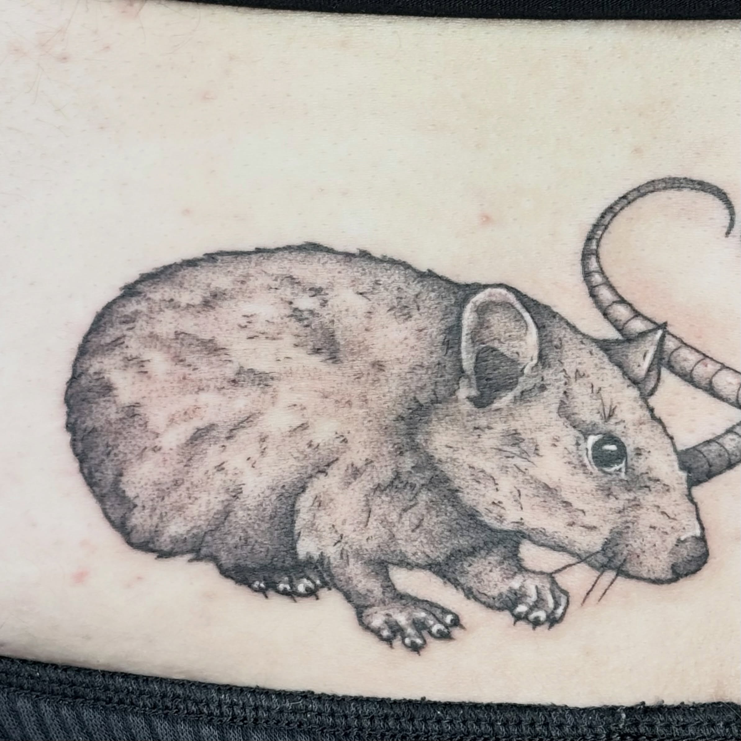 Tattoo by @haut_ces_ane — black_and_grey