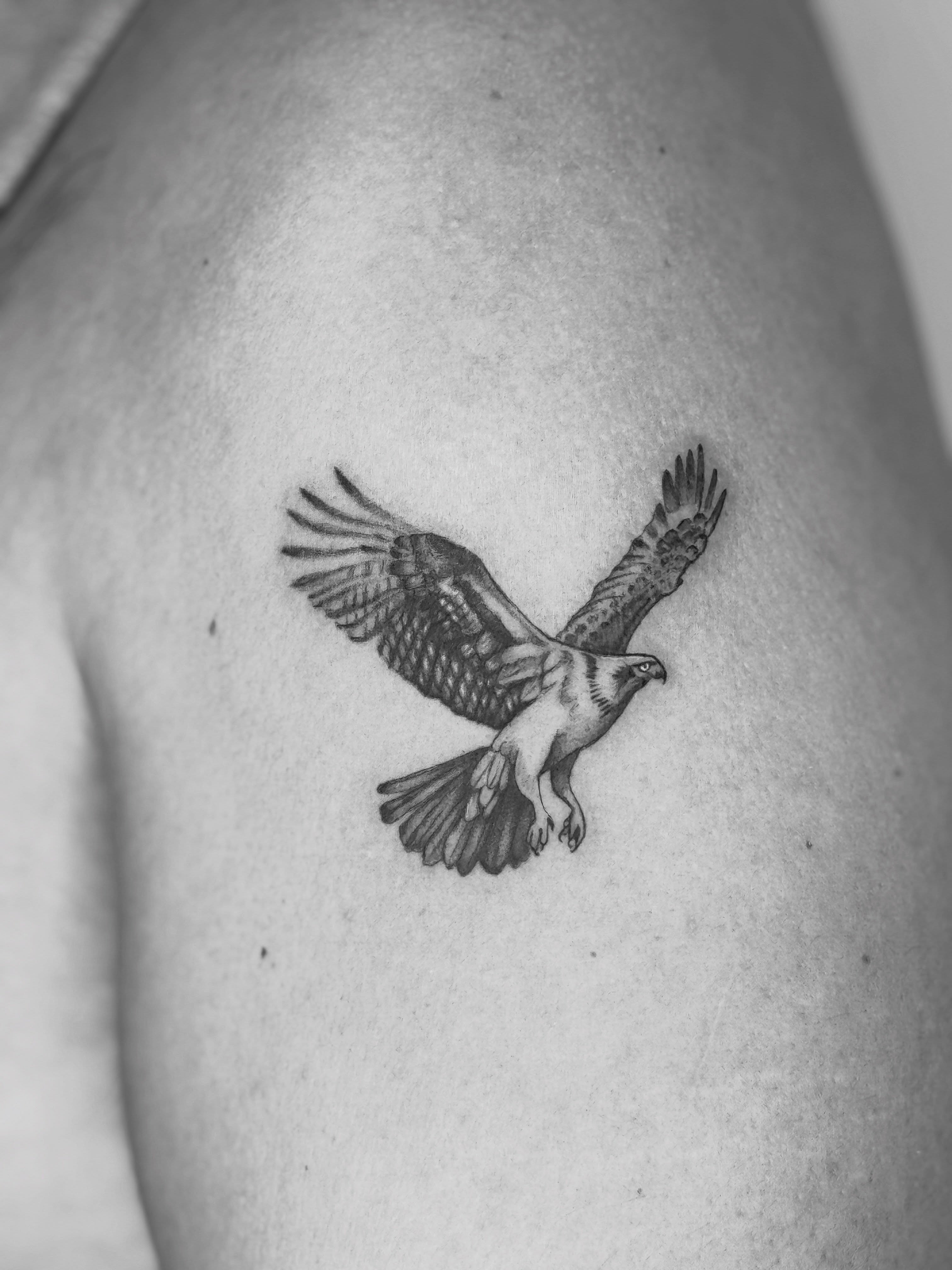 Hawk realism tattoo on the shoulder by Ashley Limon