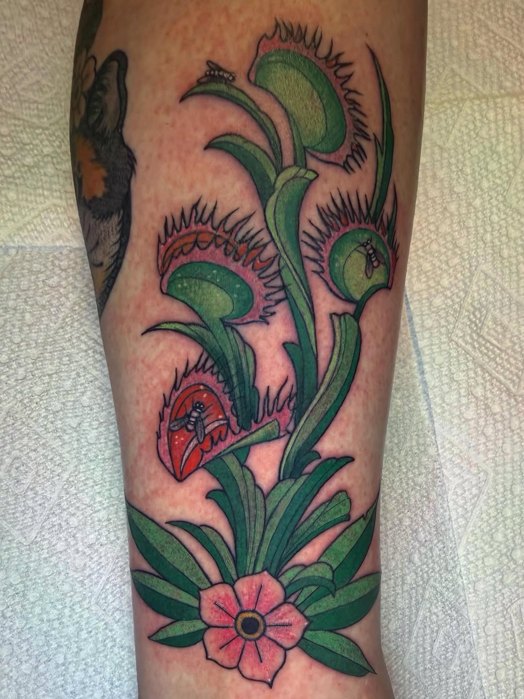 Tattoo by @ashley.lambert.tattoos — american_traditional
