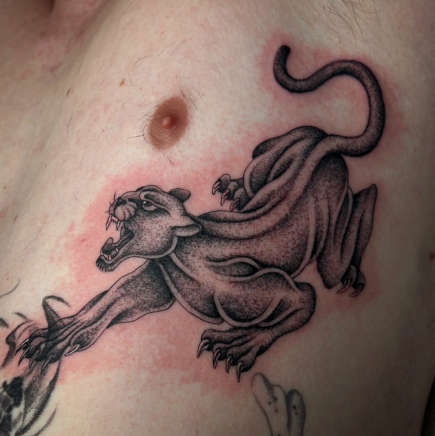 Panther black and grey tattoo on the chest by David Delacruz