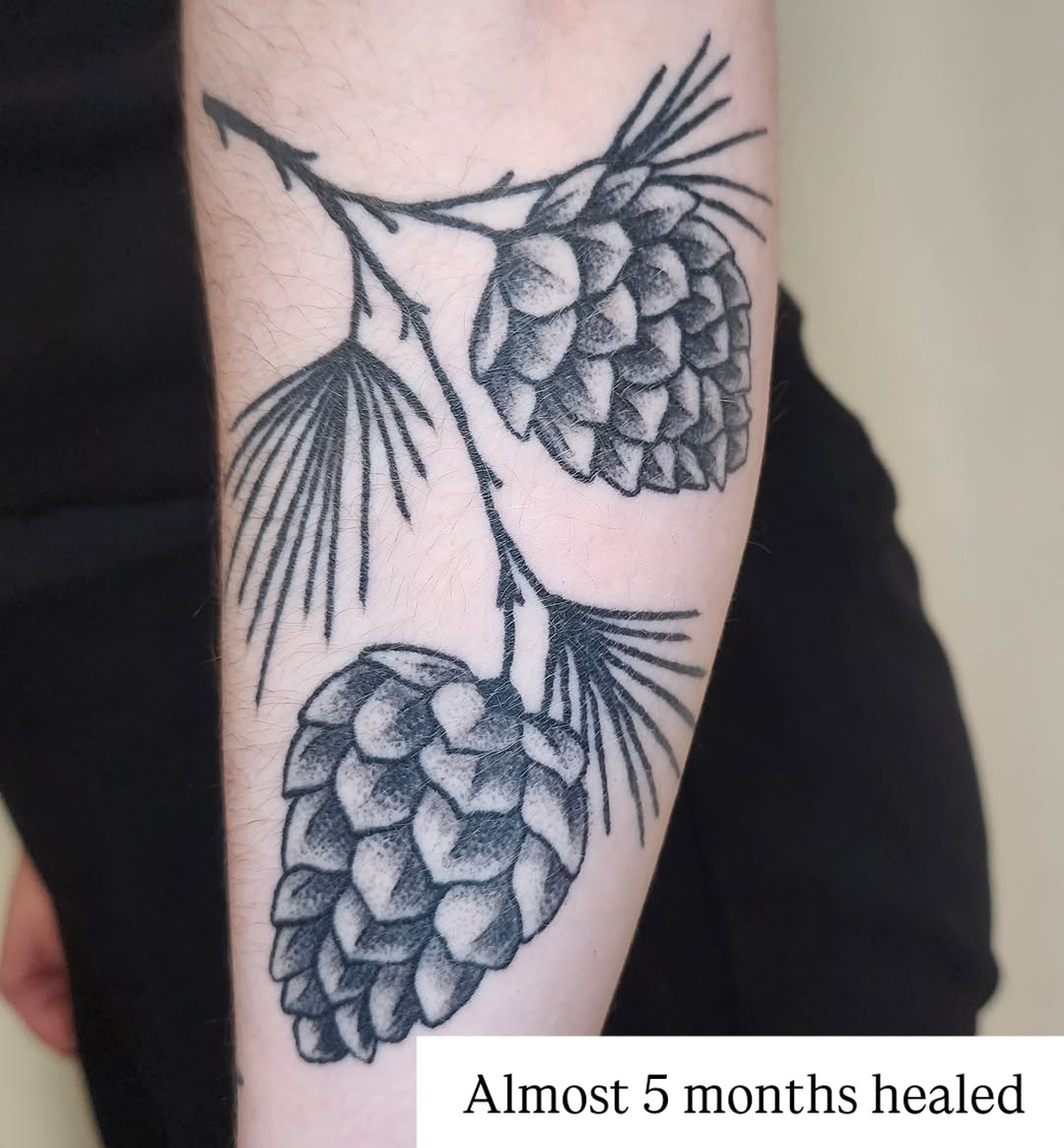 Pine cones black and grey tattoo on the forearm by Lindsey Andrew, Englewood, Colorado