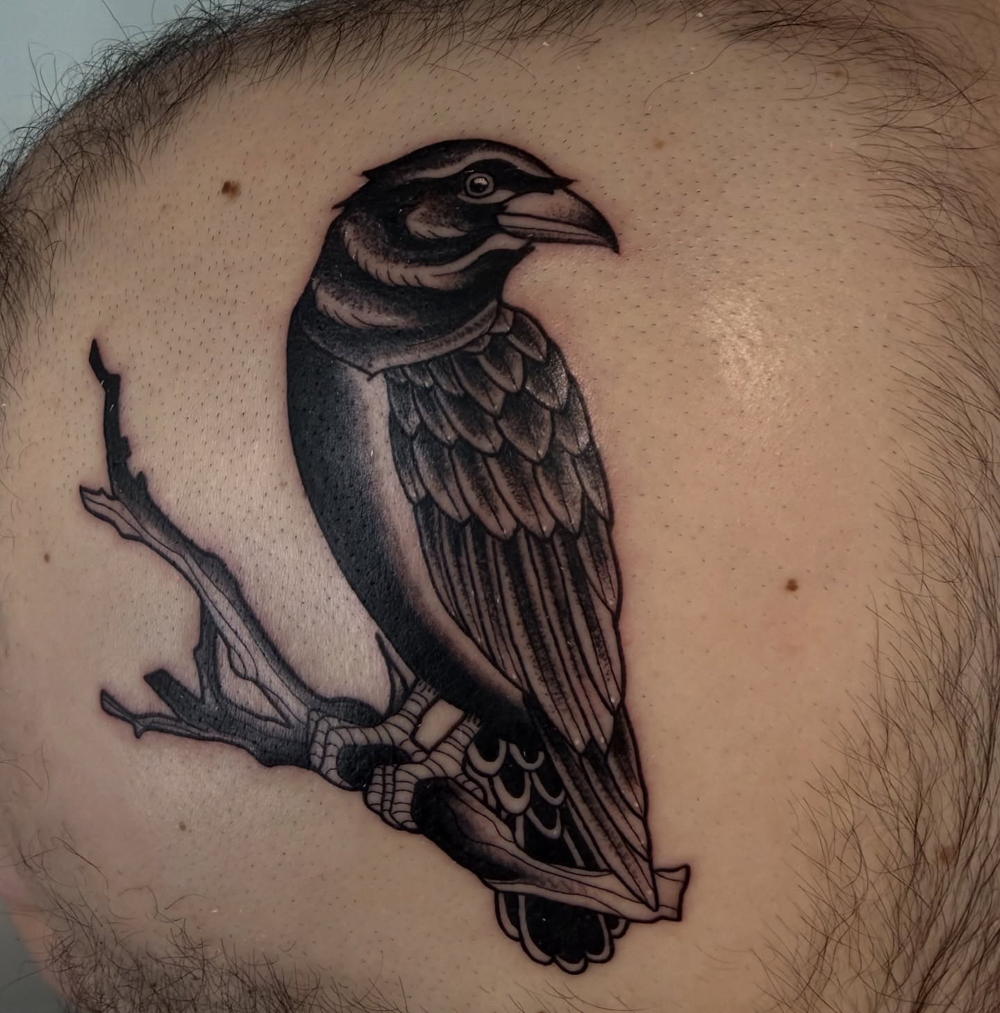 Crow black and grey tattoo on the back by kobeigh