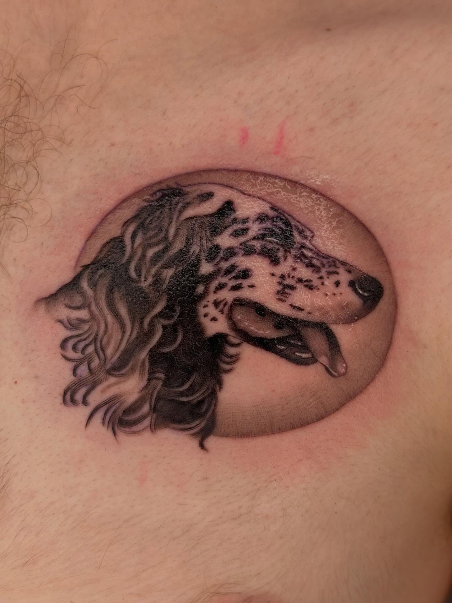 Dog realism tattoo on the chest by ✨ Mandy Foster - Bremerton Tattoo Artist✨, Bremerton, Washington