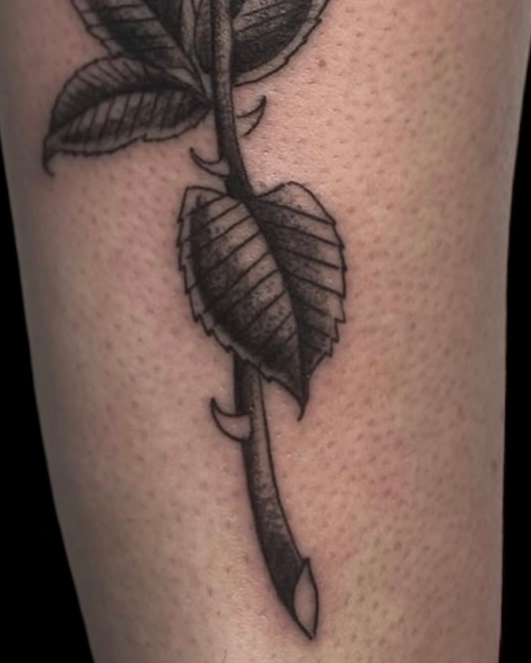 Rose black and grey tattoo on the forearm by Cody Glenn
