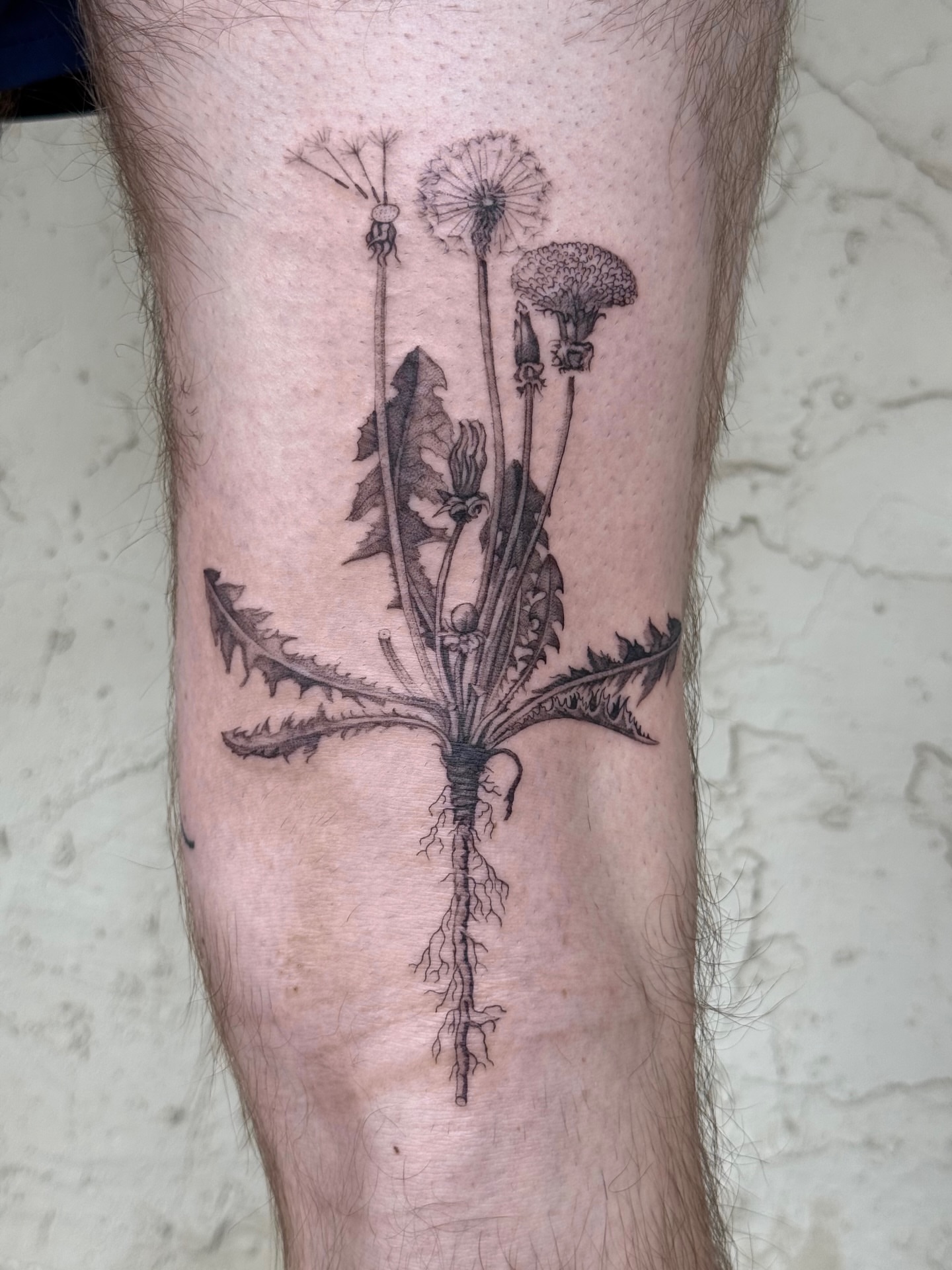 Dandelion black and grey tattoo on the leg by Floral