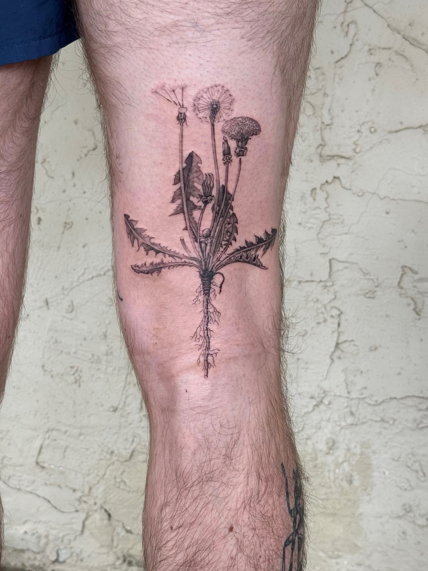 Dandelion black and grey tattoo on the calf by Floral