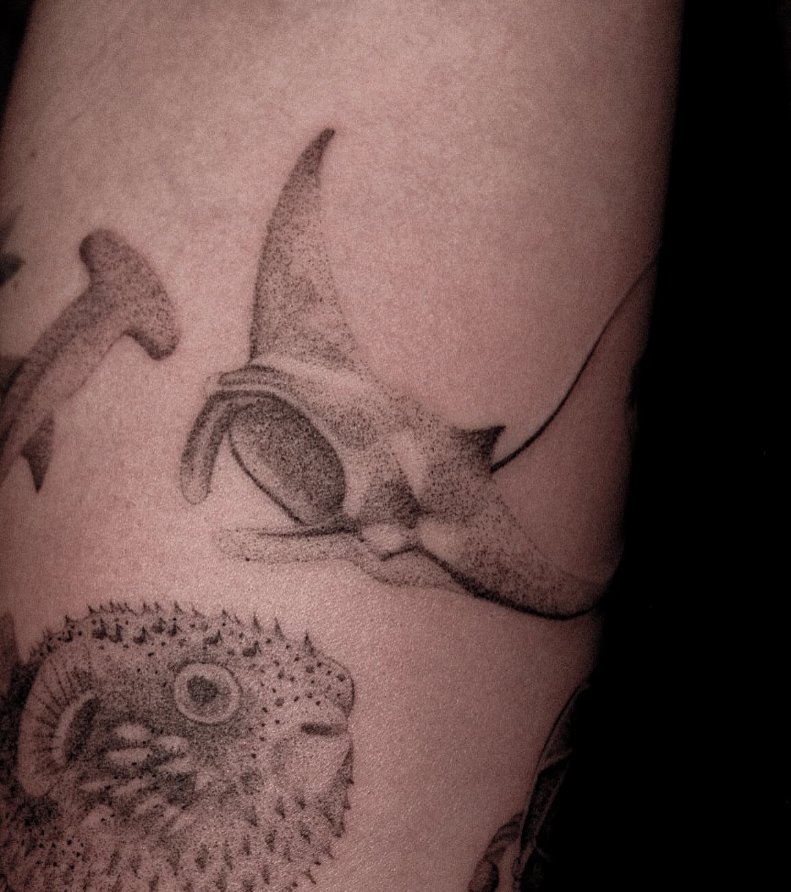 Shark dotwork tattoo on the forearm by ๐๐, Tacoma, Washington