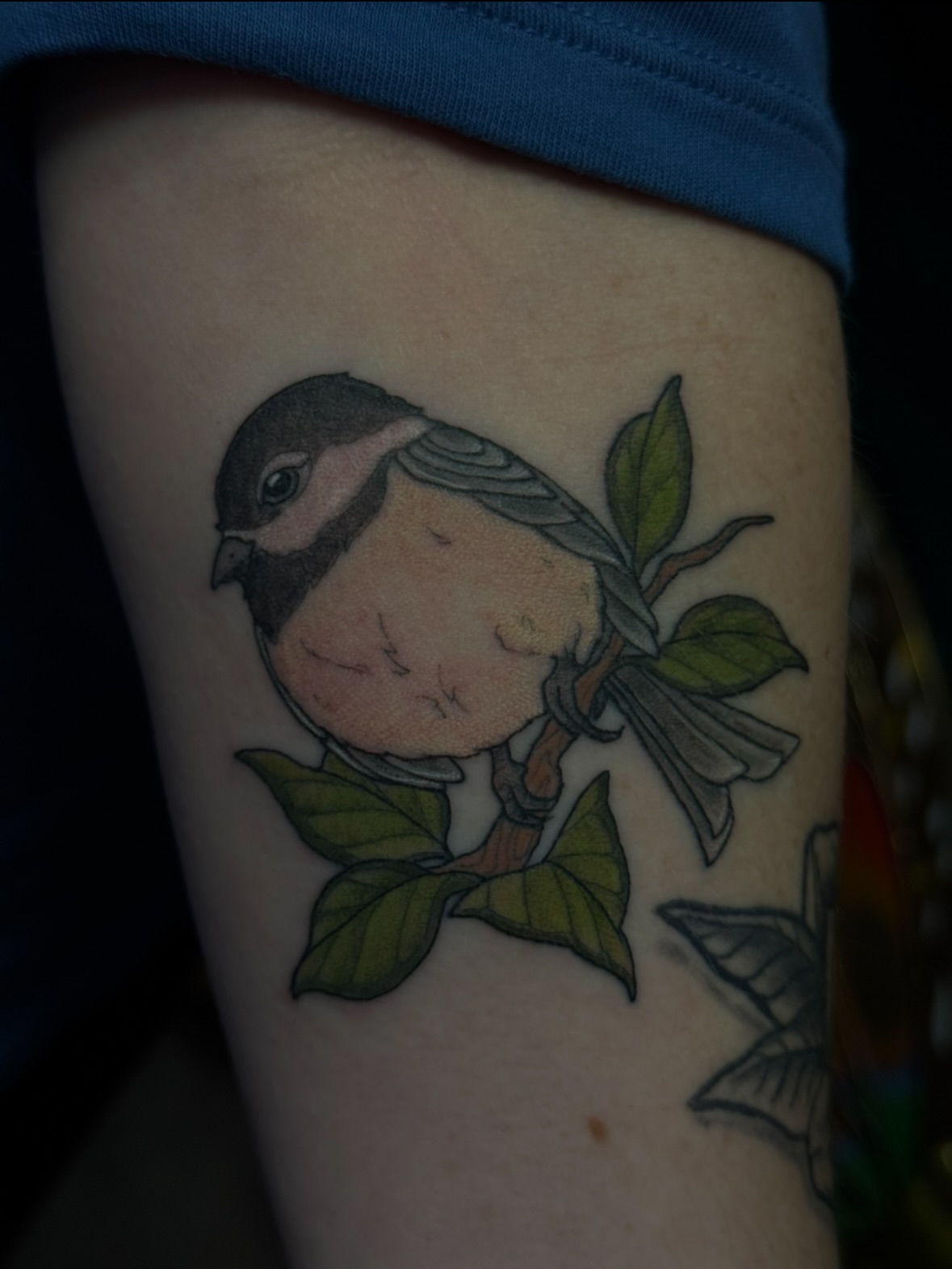 Bird American traditional tattoo on the forearm by jess jené jones, Portland, Oregon