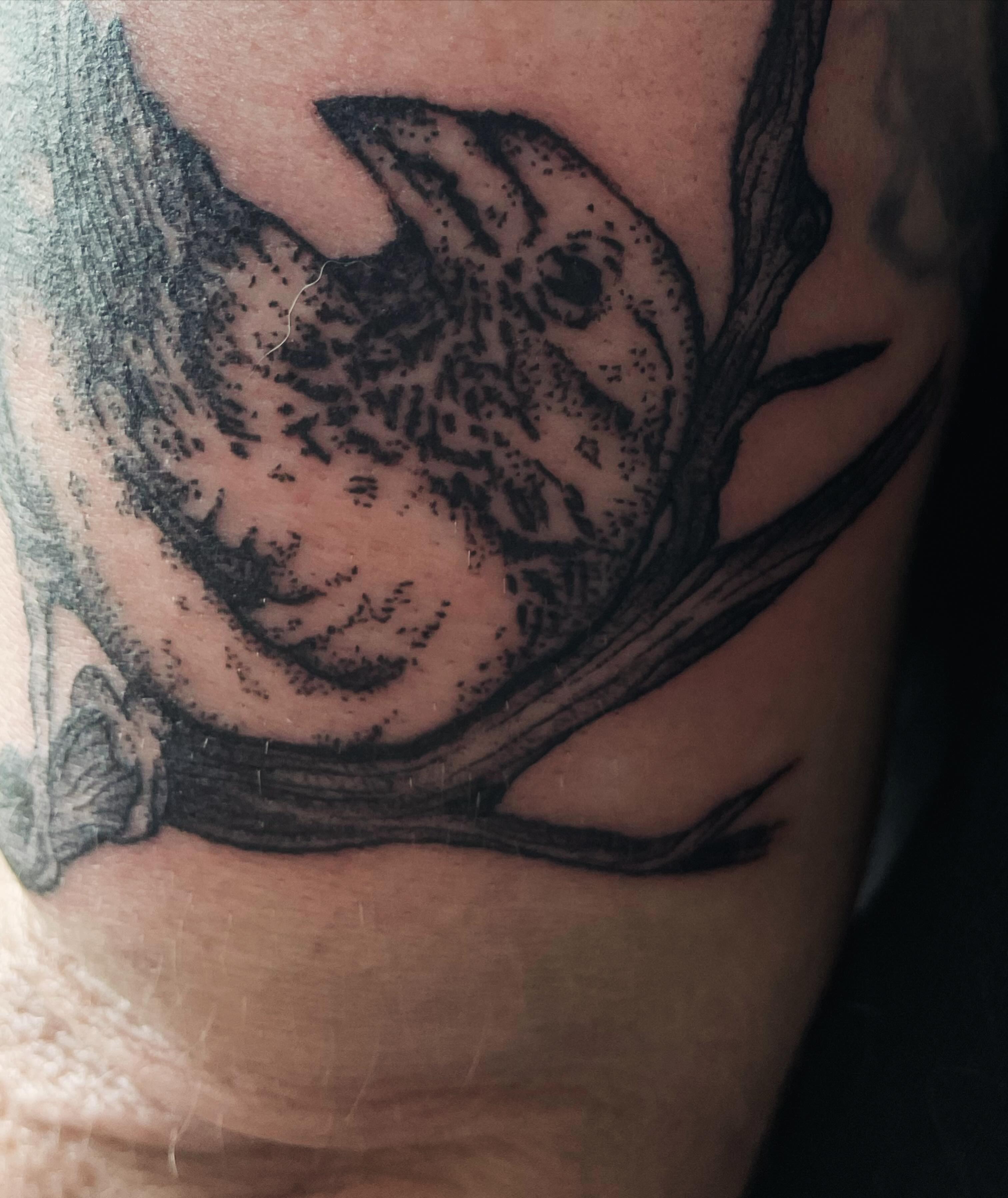 Tattoo by @trisaratoptattoos β dotwork, realism