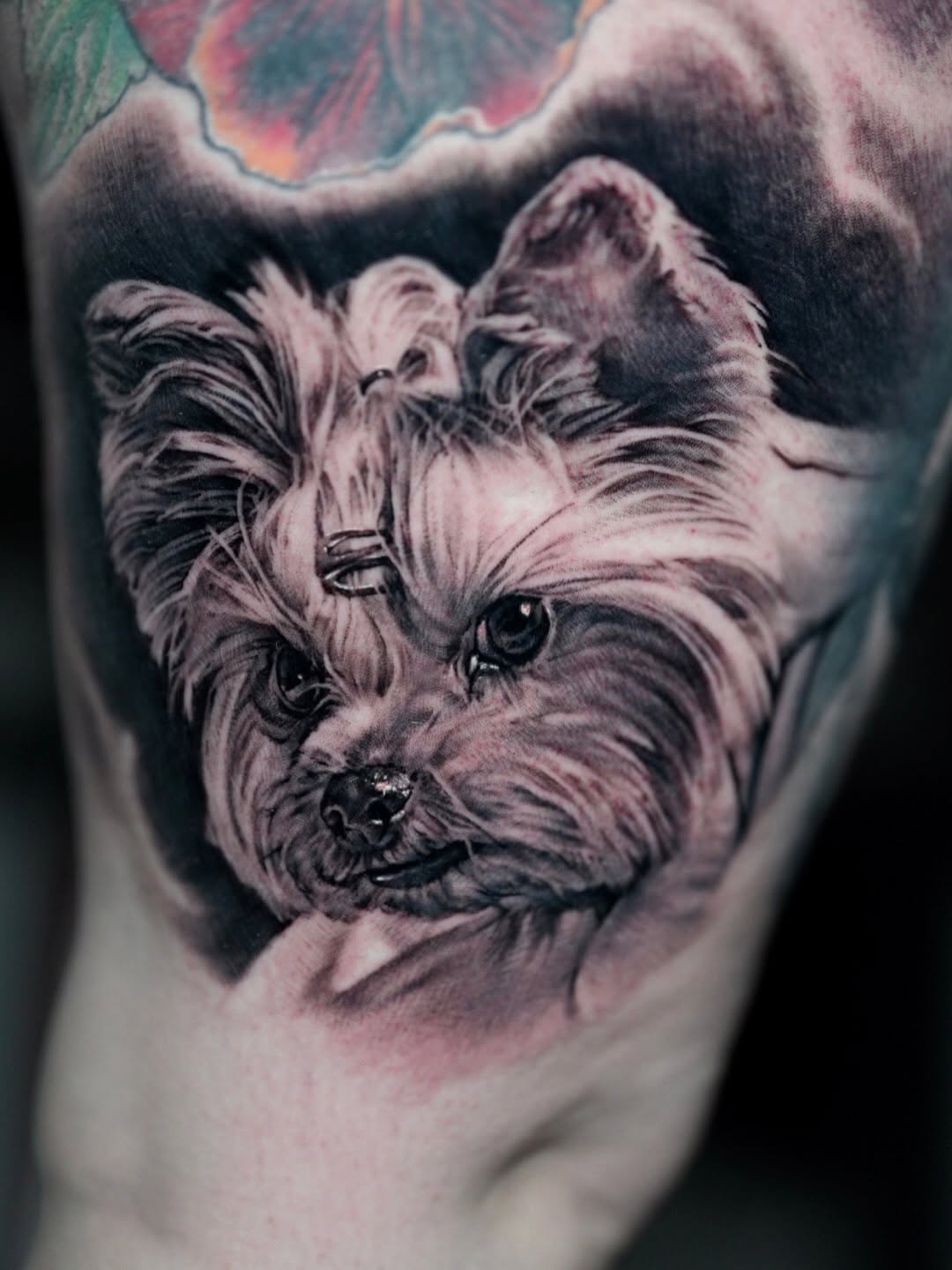 Yorkshire terrier portrait realism tattoo on the forearm by Nico Perez
