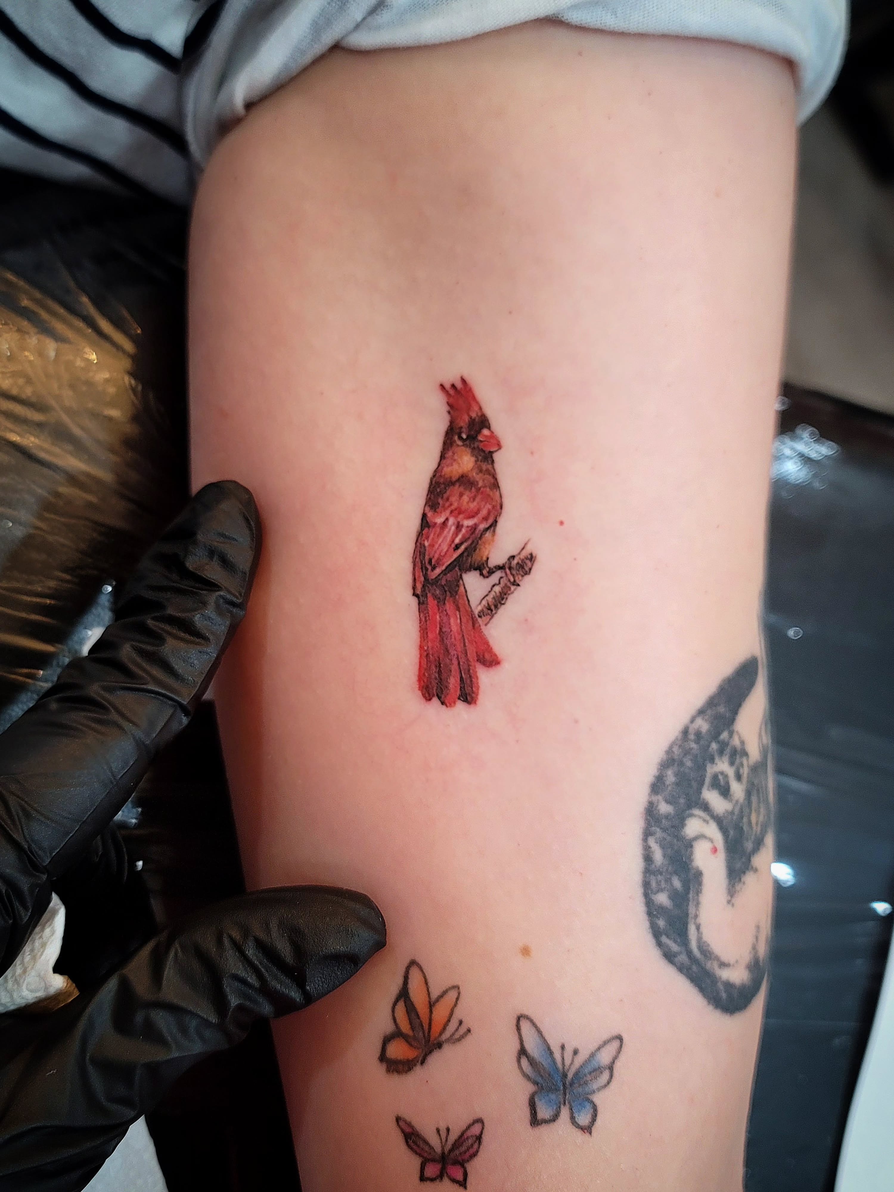 Cardinal realism tattoo on the forearm by Tricky Lake, Newfield, New Jersey