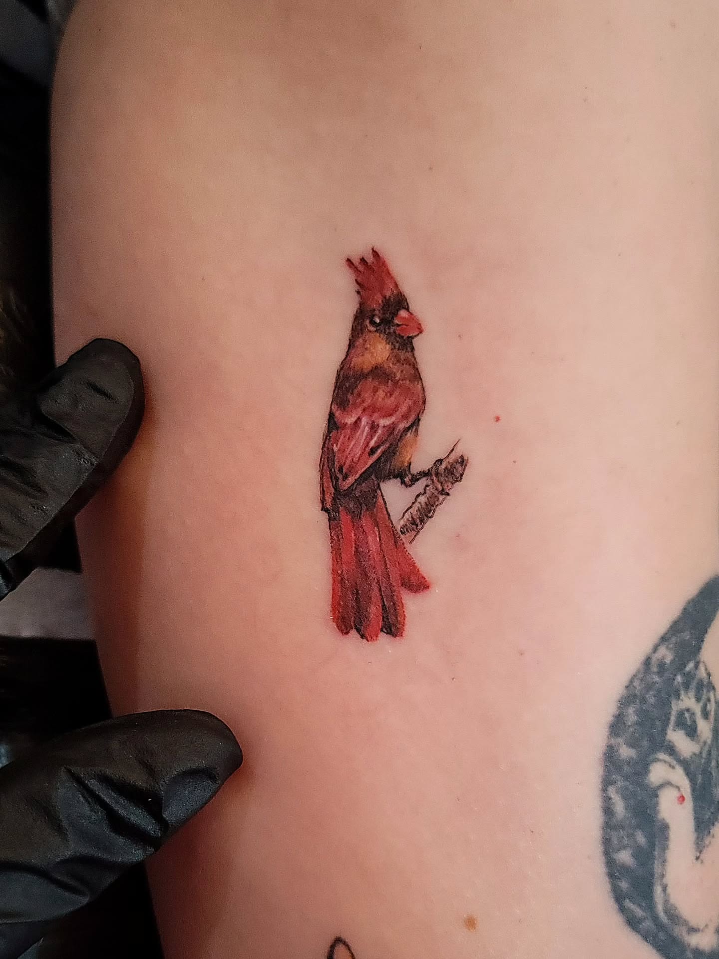 Cardinal realism tattoo on the shoulder by Tricky Lake, Newfield, New Jersey