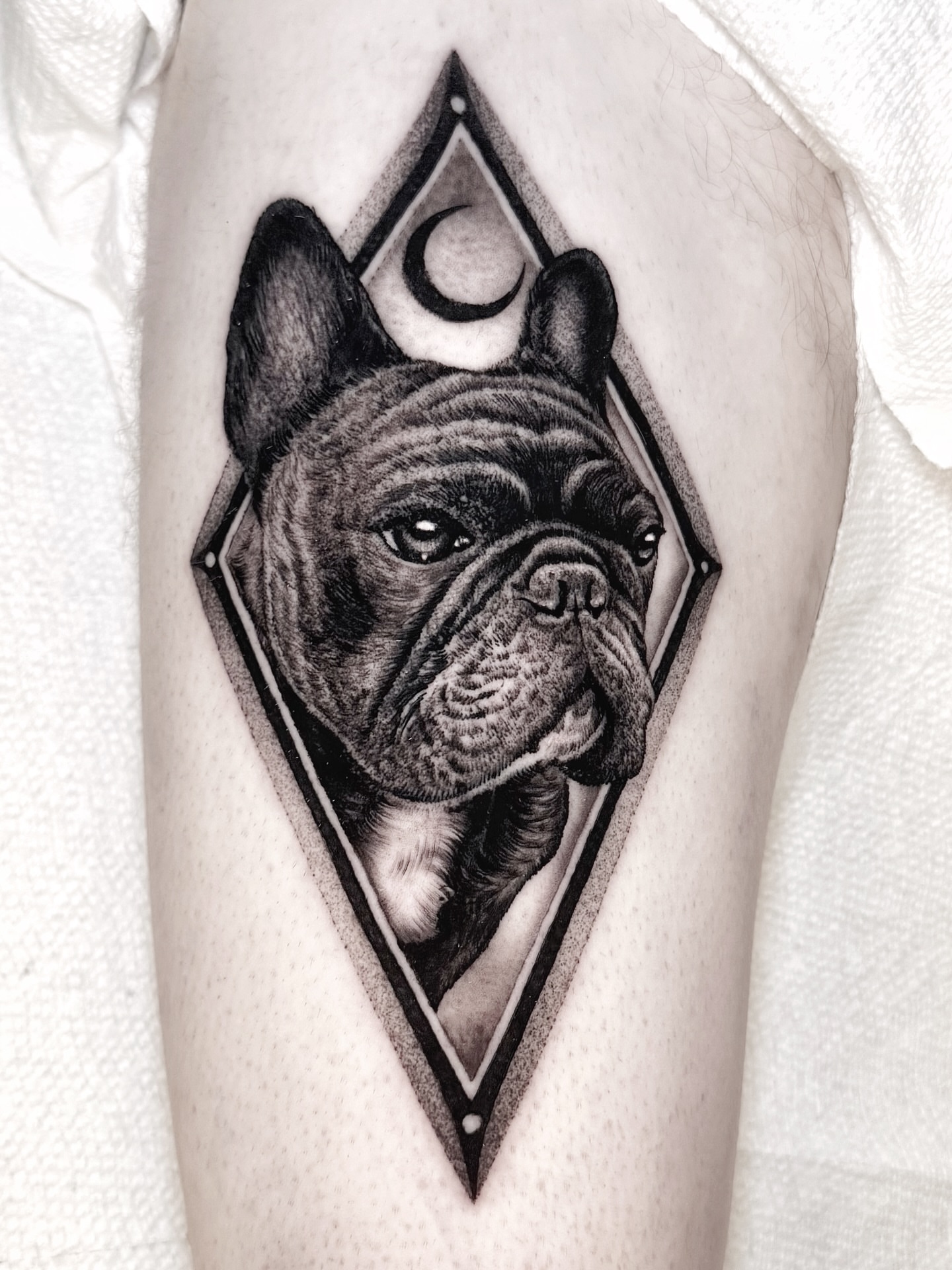 French bulldog realism tattoo on the forearm by Tommy Sisneros