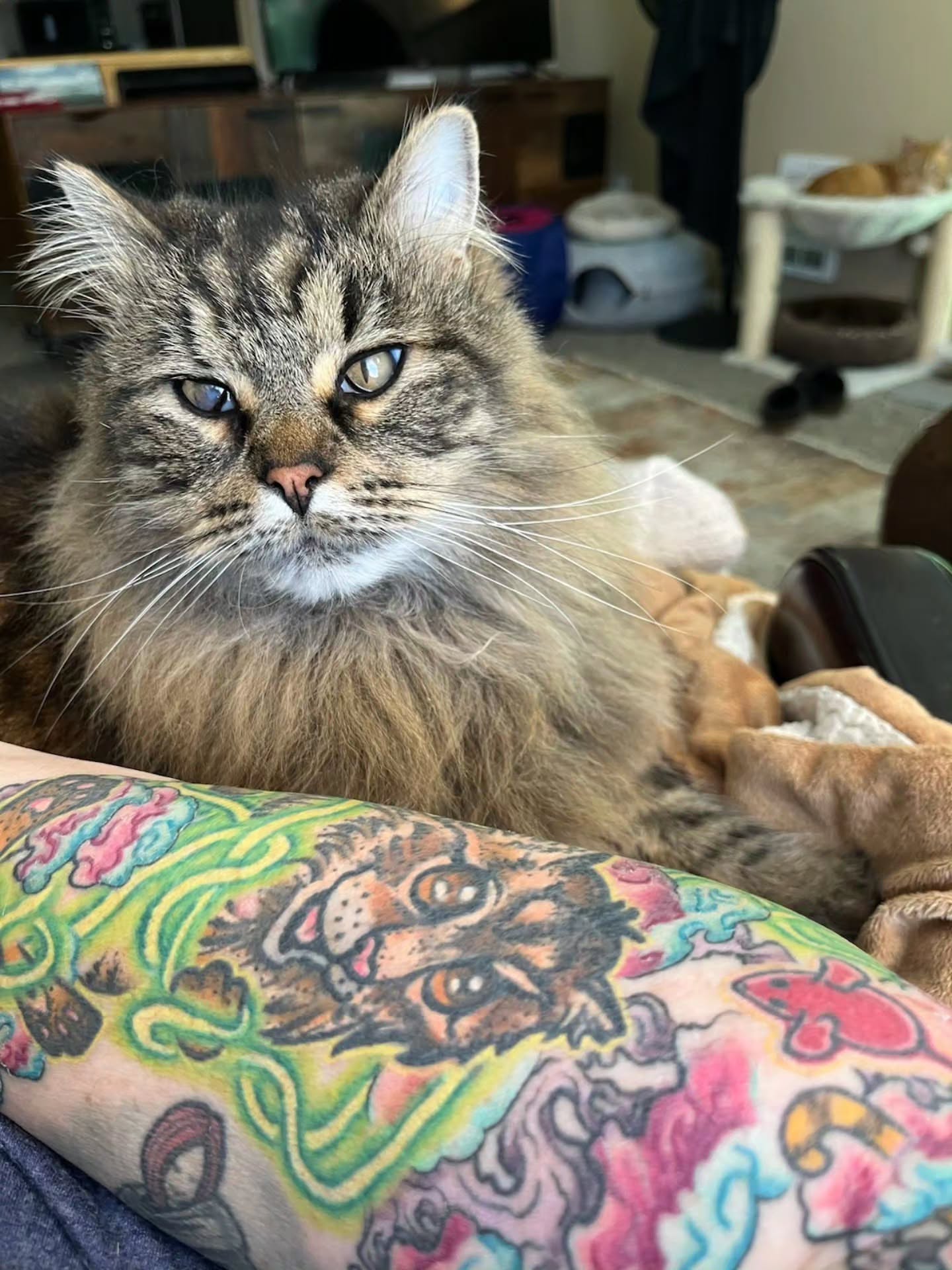 Tattoo by @inkbyrobyn — new_school