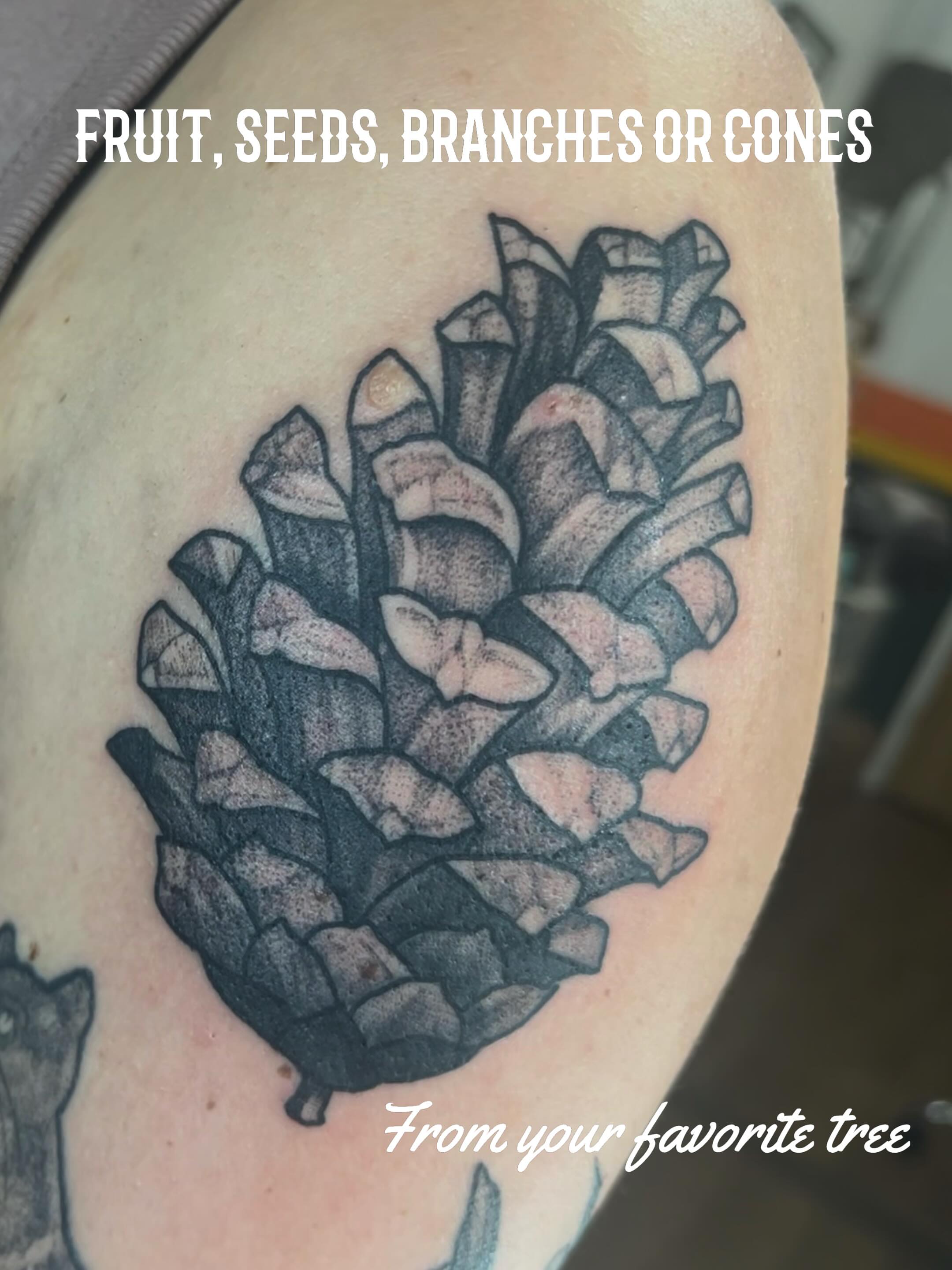 Pinecone black and grey tattoo on the shoulder by Emily