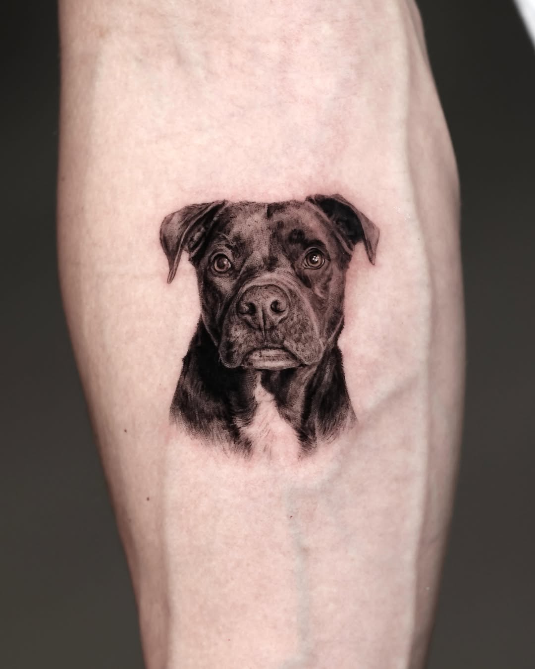 Pitbull dog portrait realism tattoo on the forearm by LA Tattoo Yeono