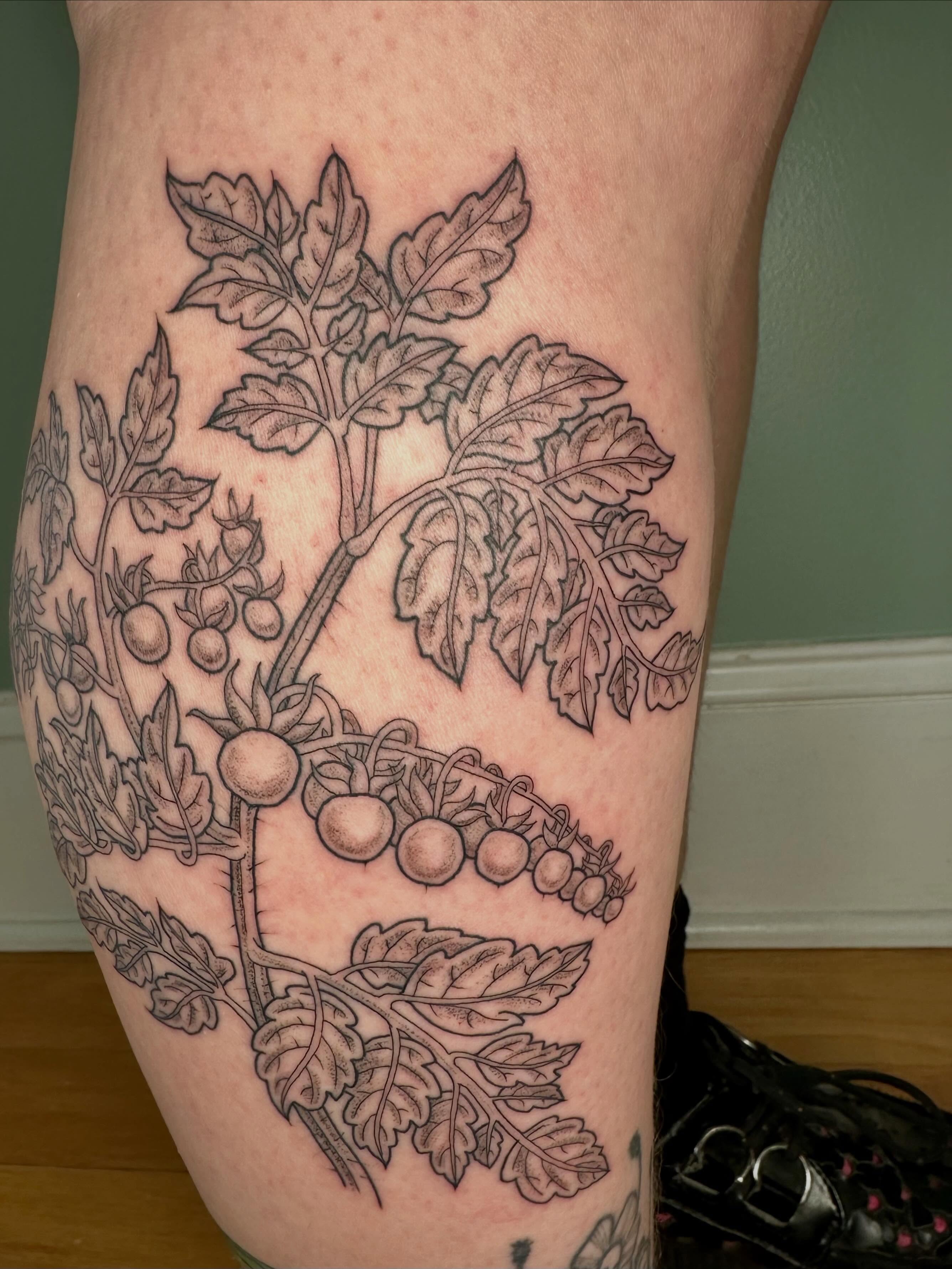 Tomato plant black and grey tattoo on the thigh by Sarah Roach