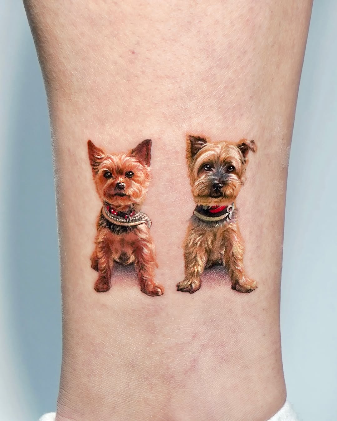 Two yorkshire terriers realism tattoo on the forearm by Tattooist HARRY COLOR