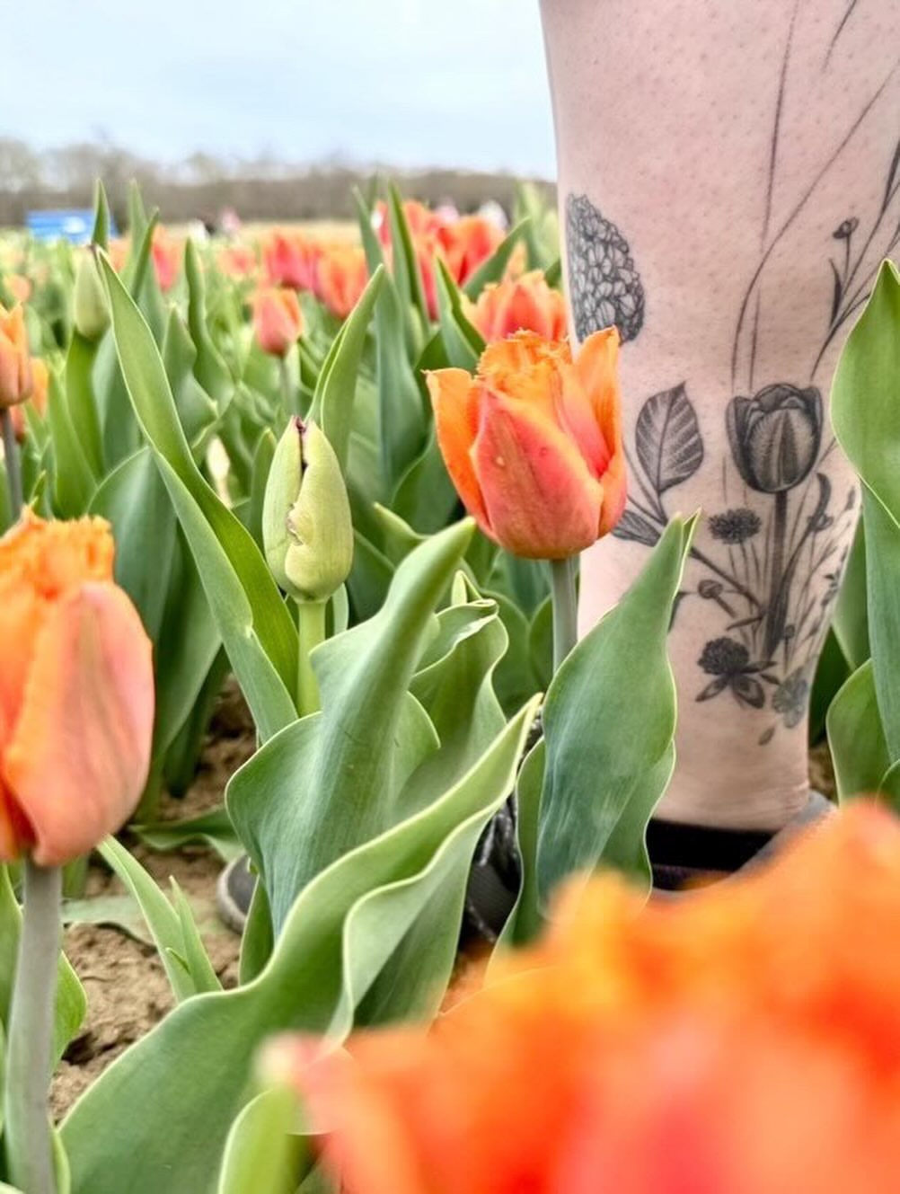 Botanical black and grey tattoo on the forearm by Sarah Seveney