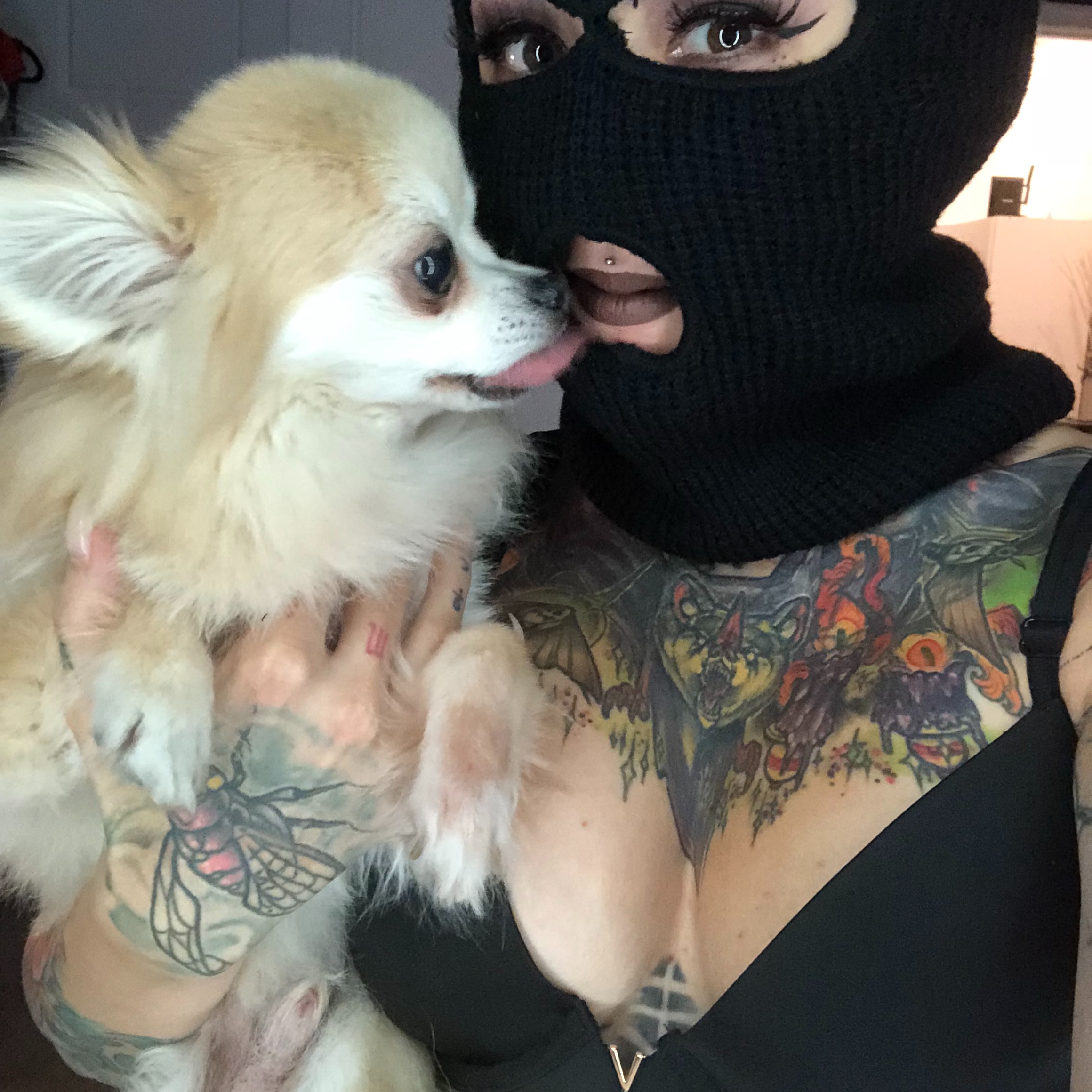 Chihuahua American traditional tattoo on the chest by Alexandra Fische
