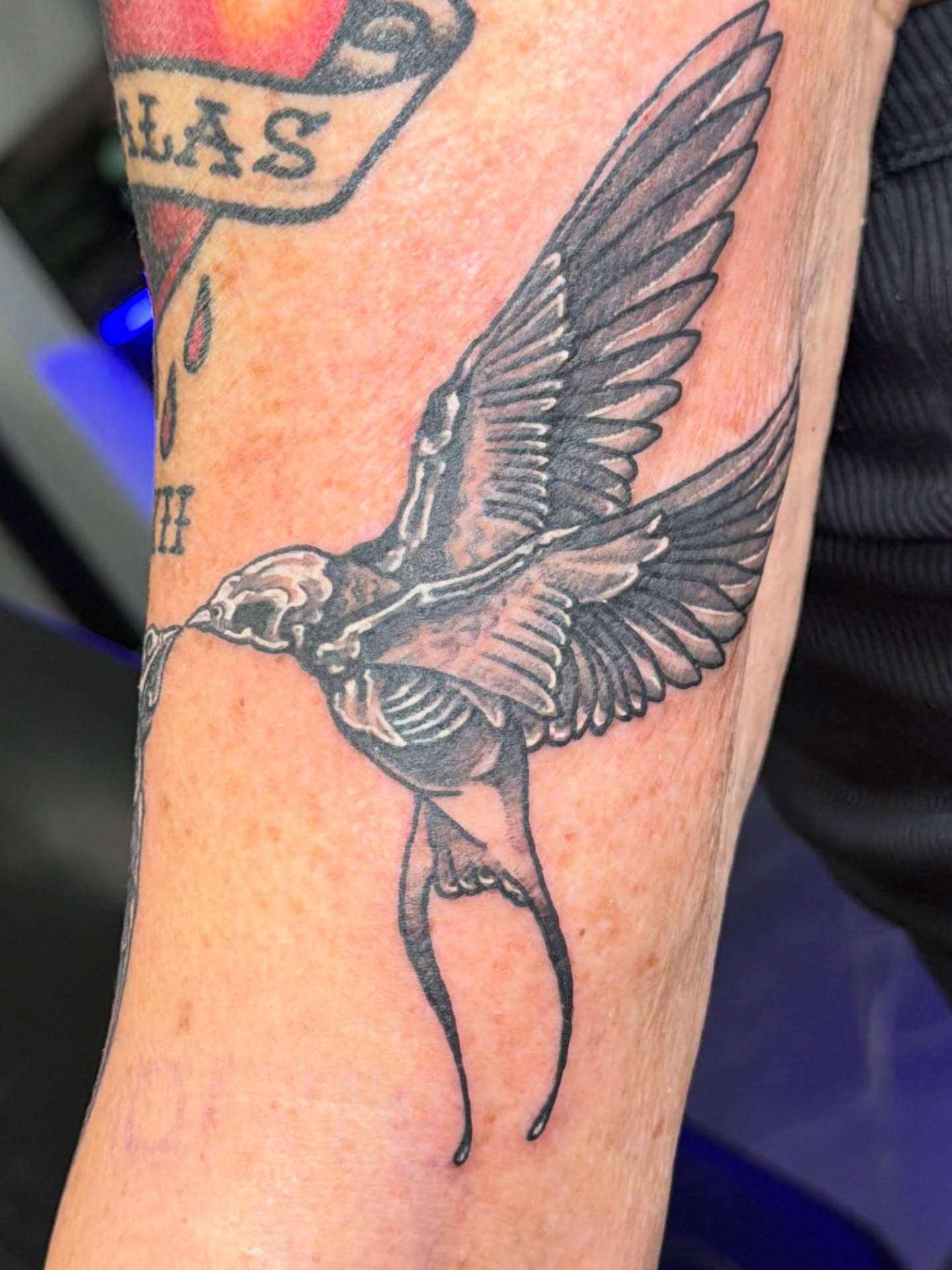 Bird American traditional tattoo on the forearm by Stephanie Comito-Stephens