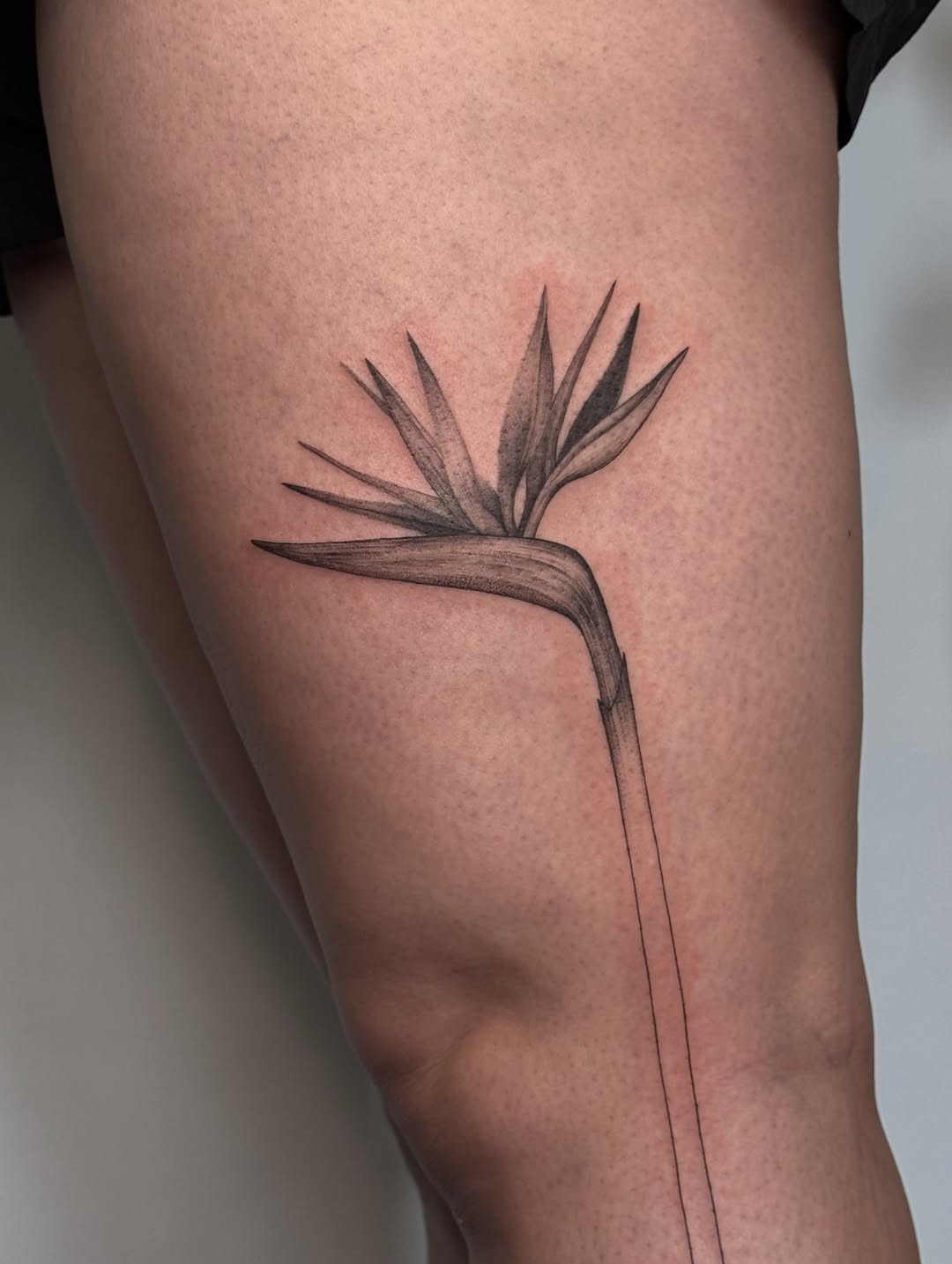 Bird of paradise flower fine line tattoo on the thigh by Jasmine, Lynnwood, Washington