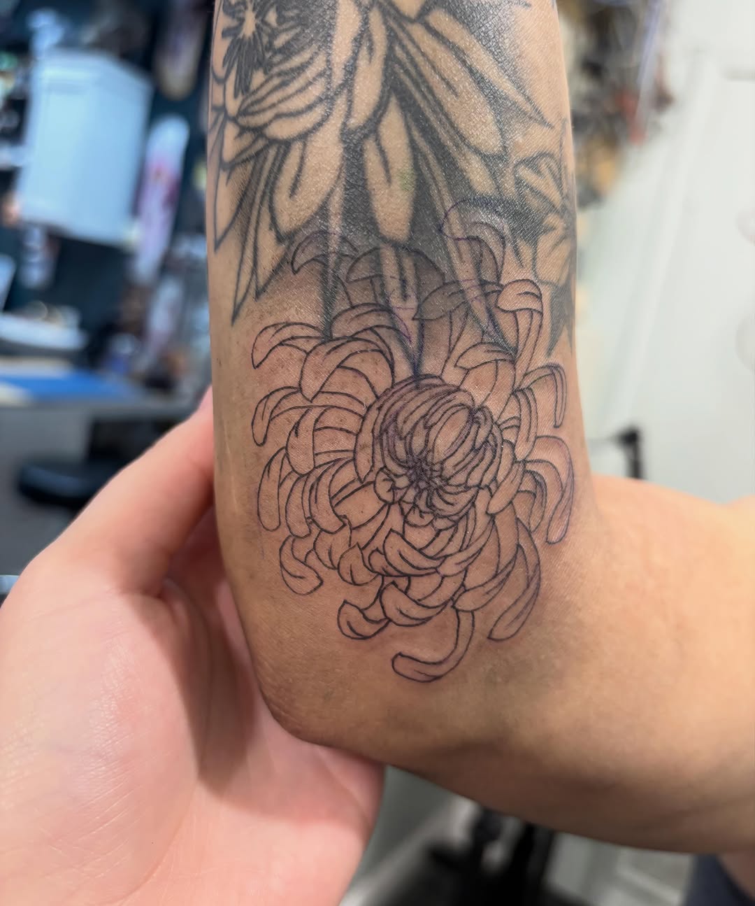 Chrysanthemum flower fine line tattoo on the forearm by ✨Tattoos By Martina ✨