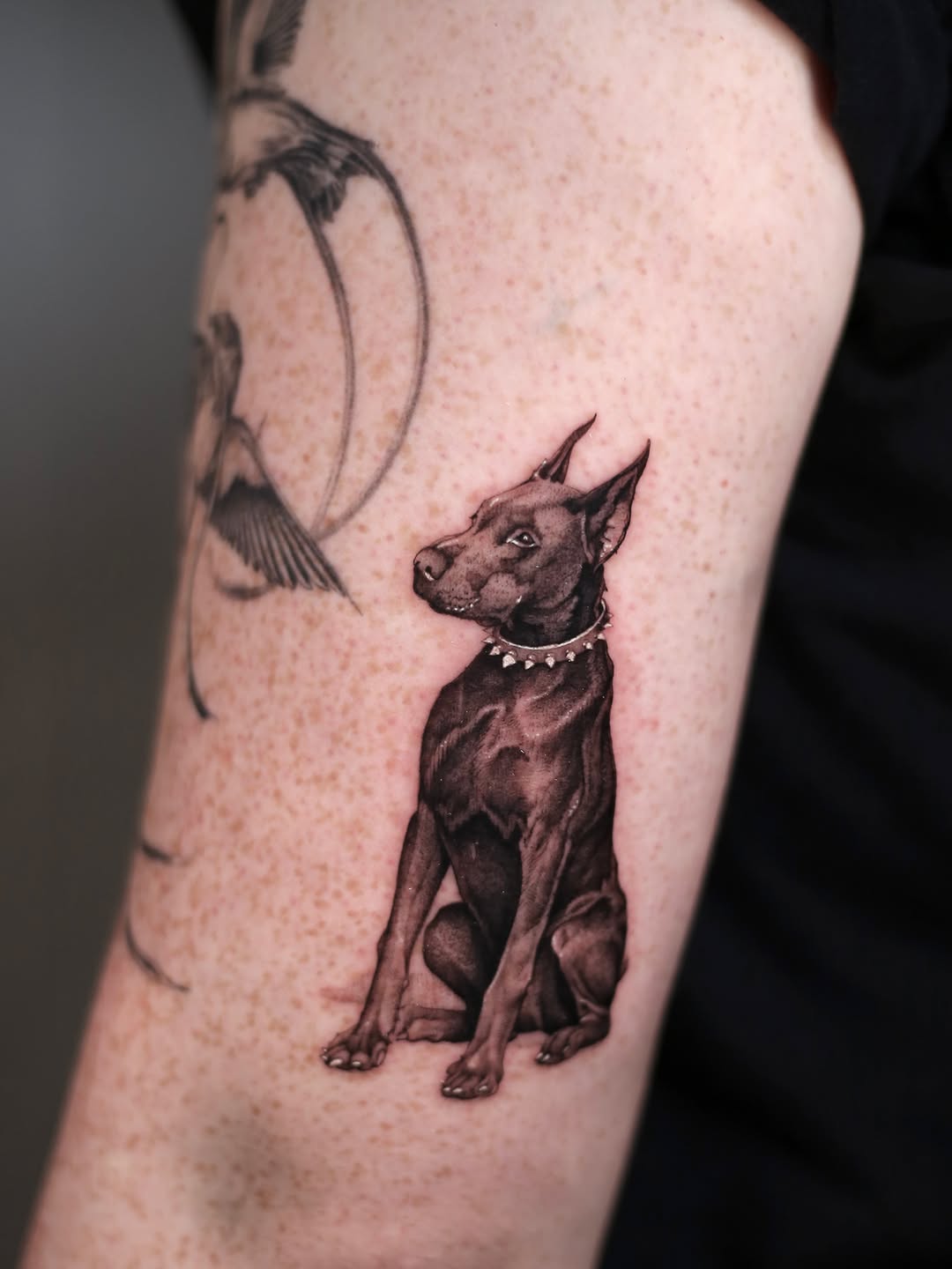 Doberman dog realism tattoo on the forearm by Steve Franciosa