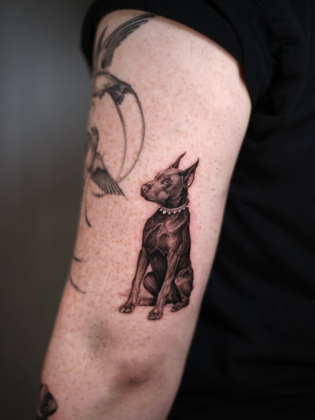 Doberman dog realism tattoo on the forearm by Steve Franciosa
