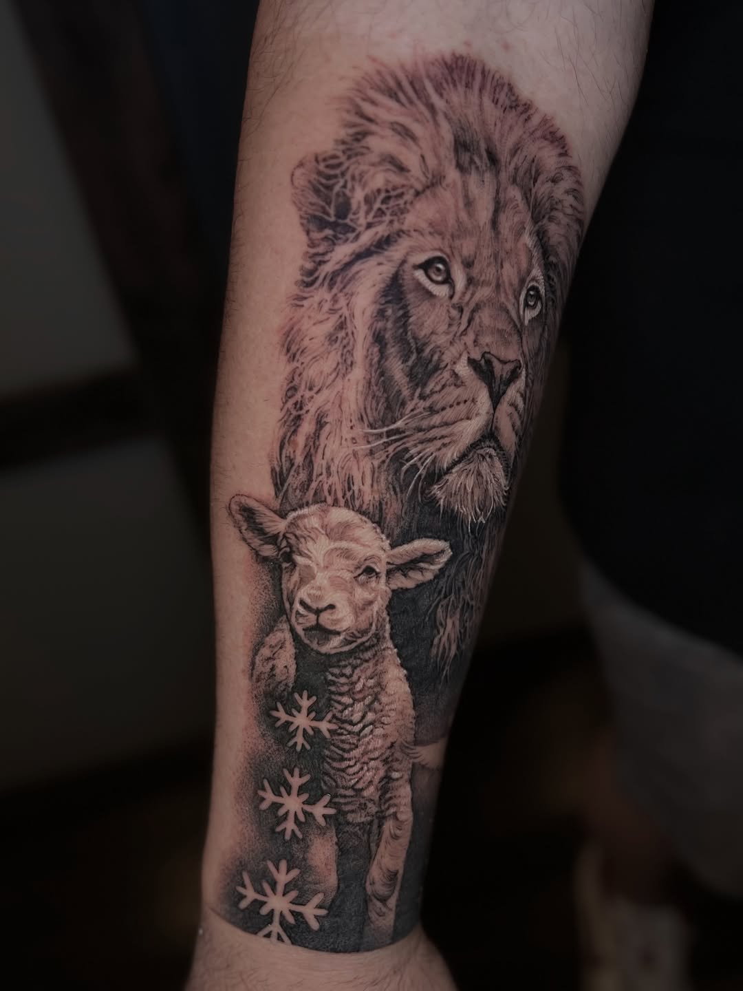Lion and lamb with snowflakes realism tattoo on the forearm by Dominick Cali, East Islip, New York