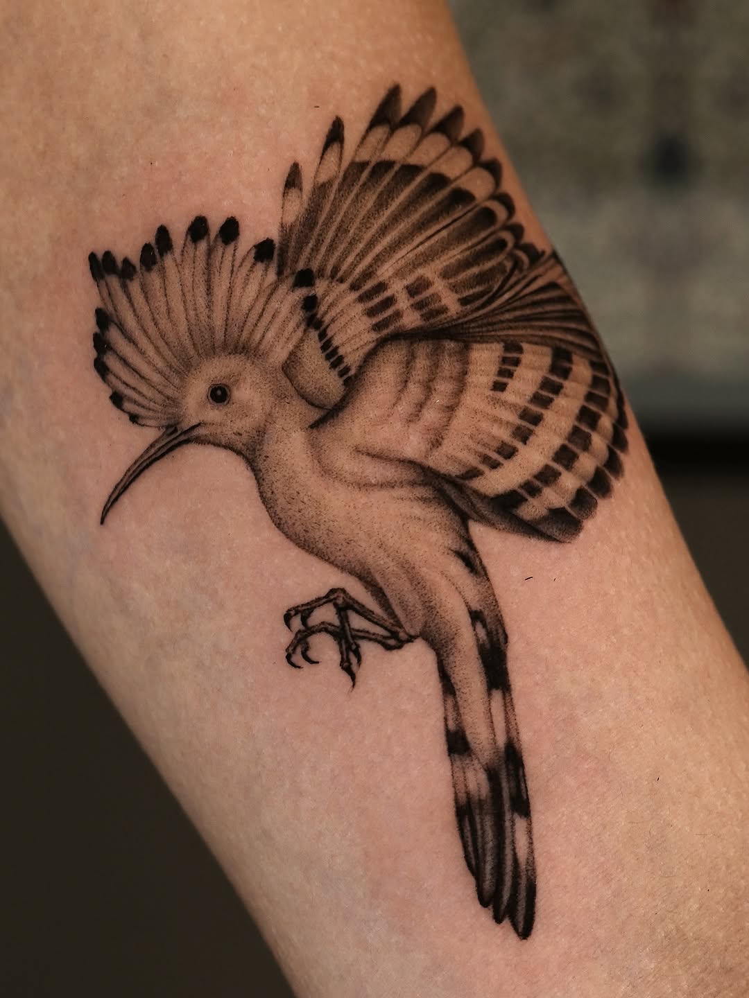 Hoopoe bird fine line tattoo on the forearm by hiba ⊹ atlanta tattoo artist, Johns Creek, Georgia