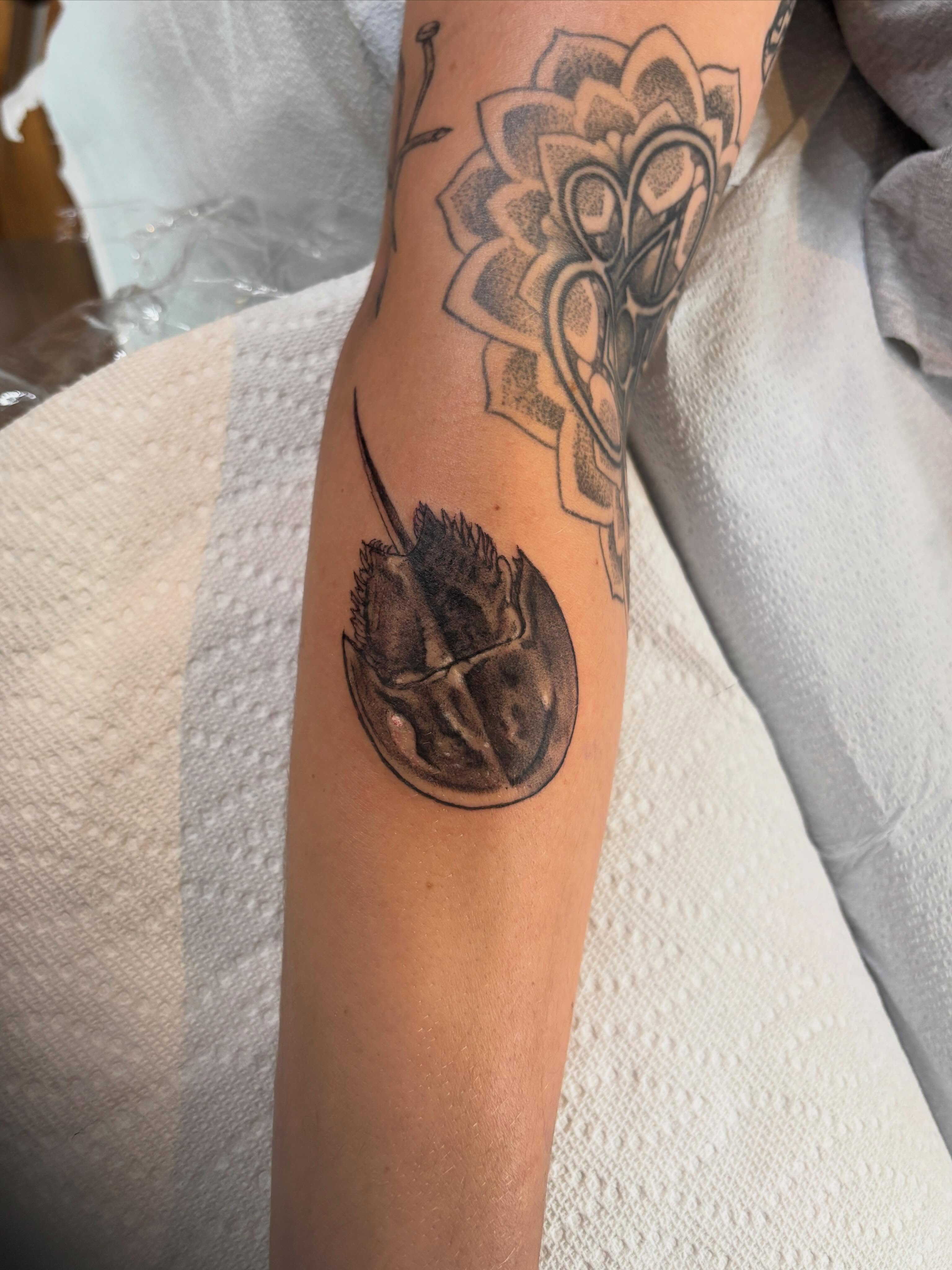 Horseshoe crab dotwork tattoo on the forearm by Dylan Coverdale