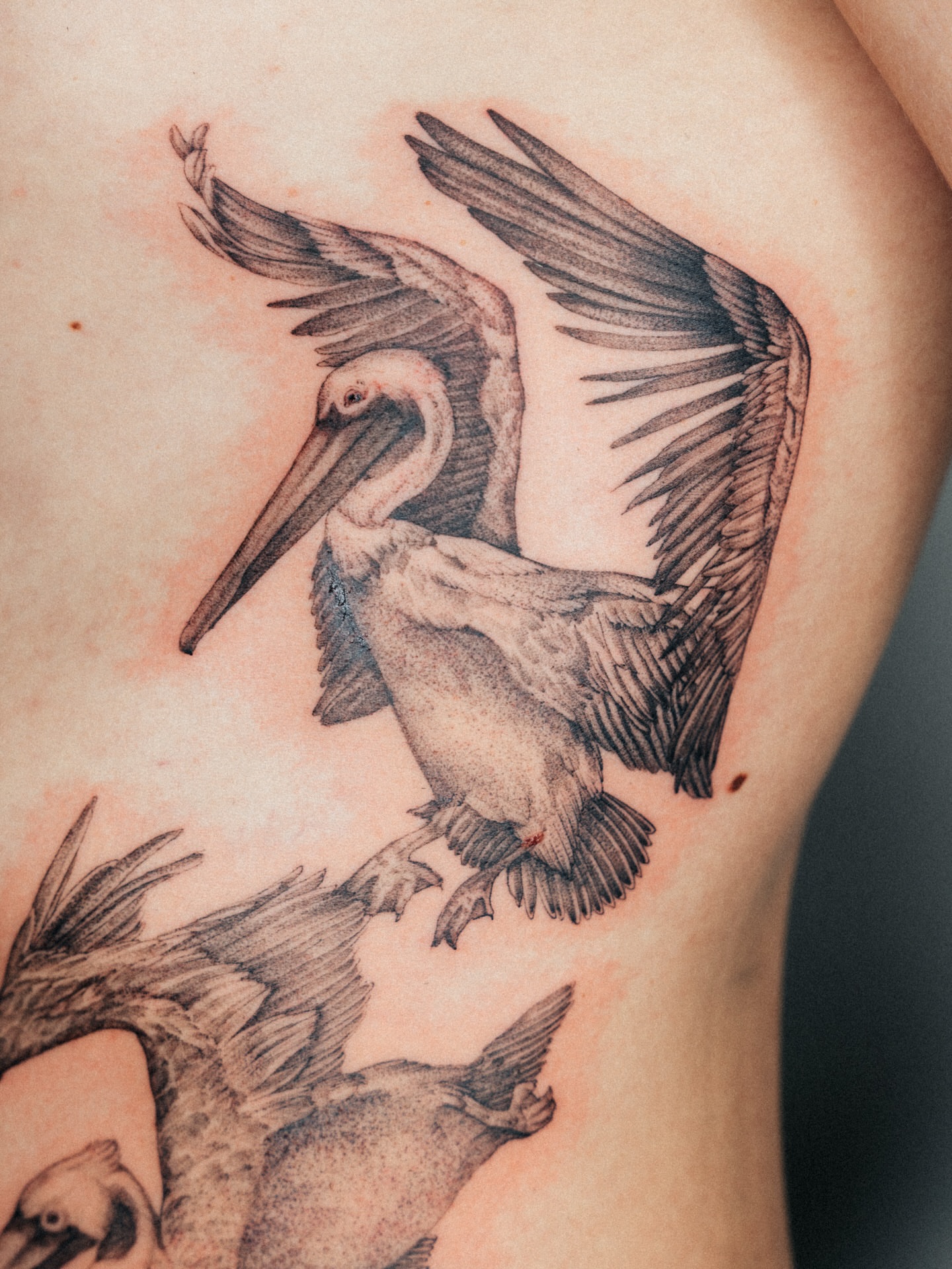 Pelican realism tattoo on the ribs by Emma- Los Angeles Tattoo Artist