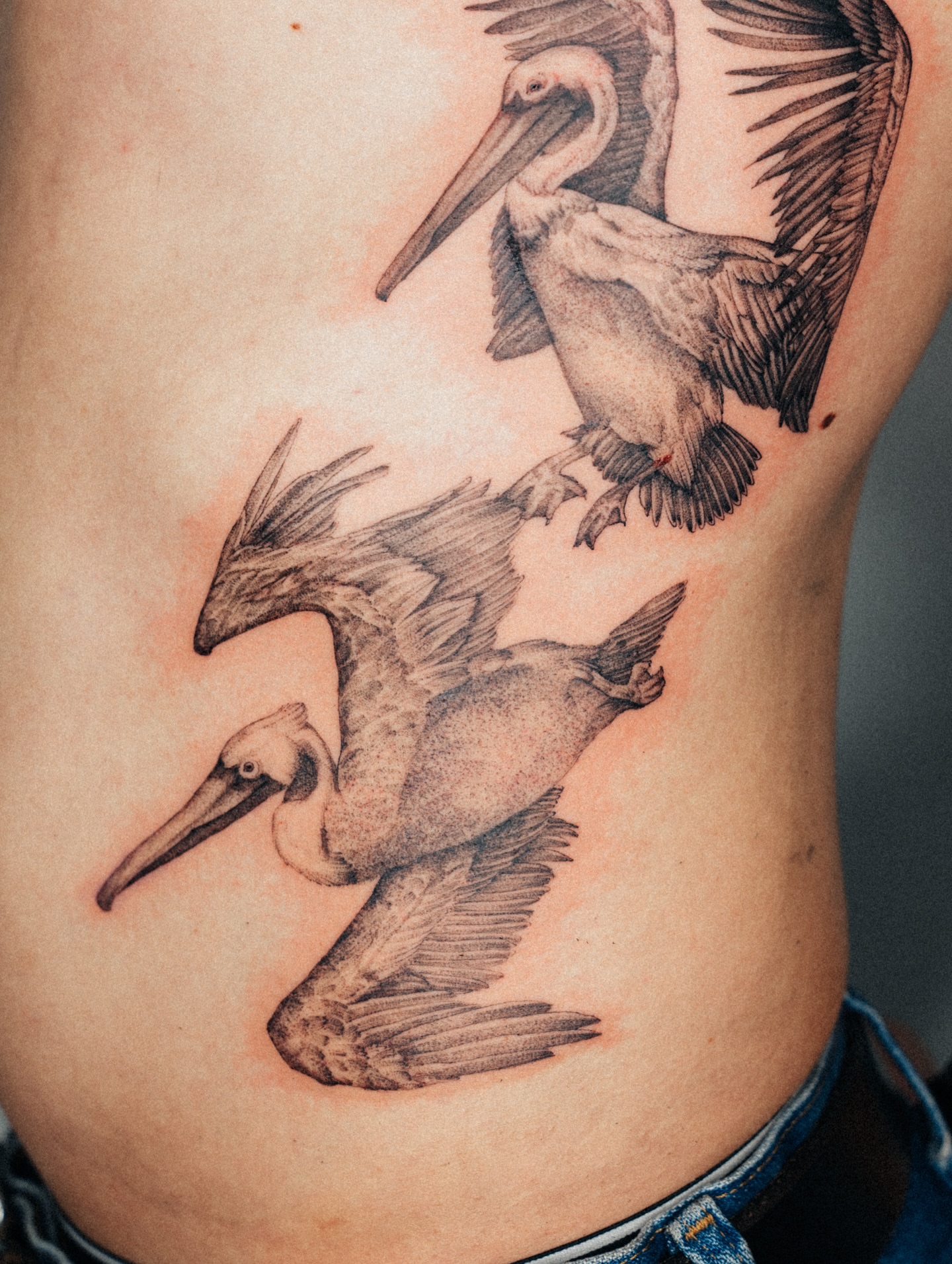 Pelicans realism tattoo on the ribs by Emma- Los Angeles Tattoo Artist