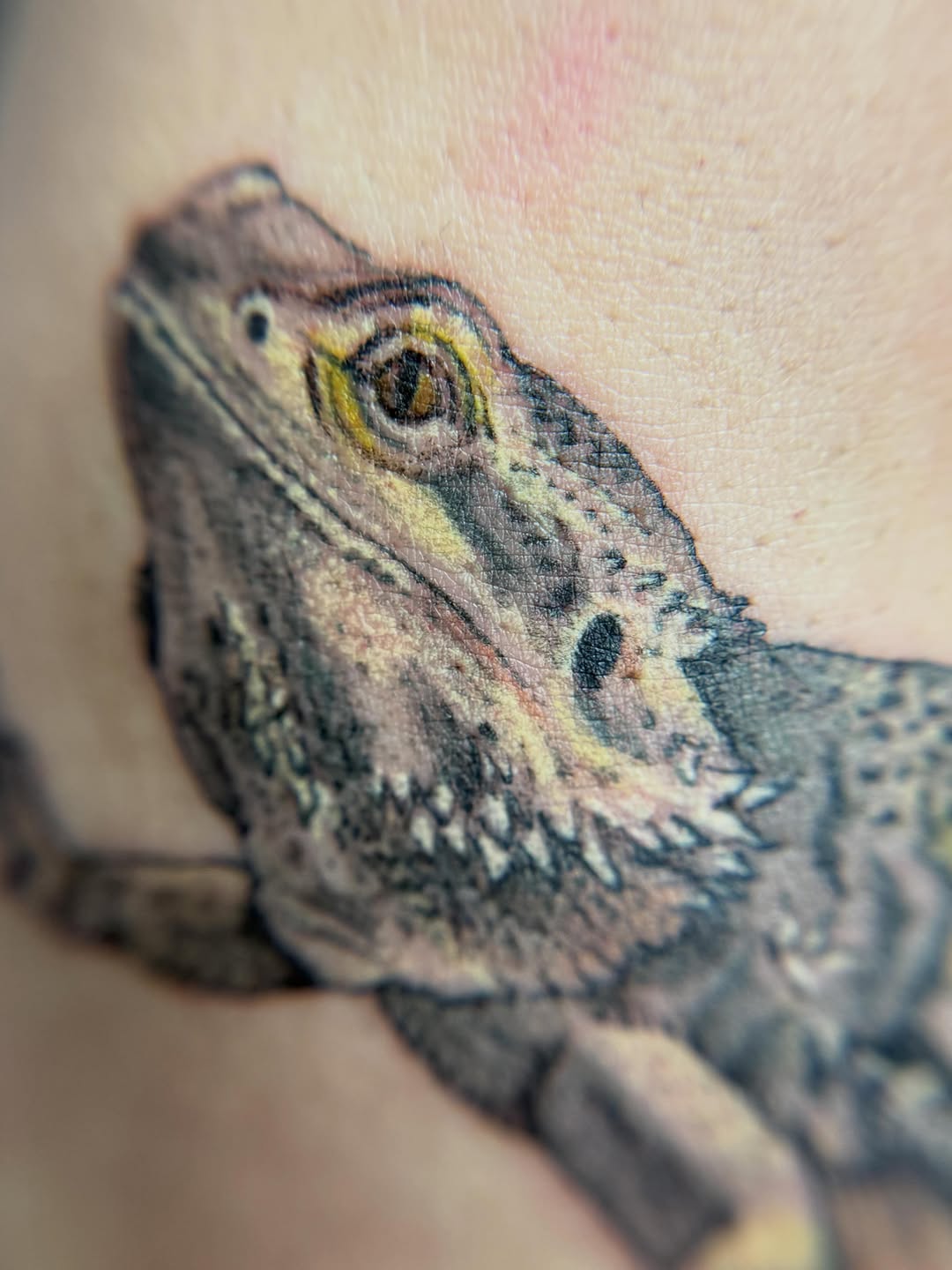 Bearded dragon realism tattoo on the chest by KET, Calgary, Alberta