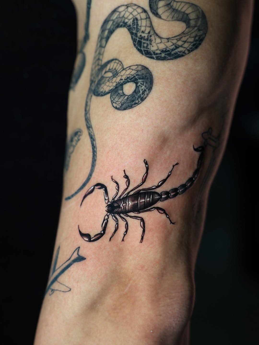 Scorpion fine line tattoo on the forearm by Charlotte Tattoo Artist