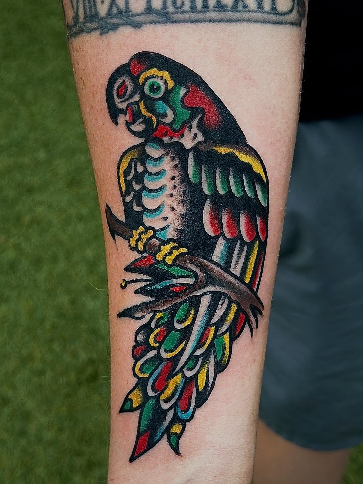 Parrot American traditional tattoo on the forearm by Jared Allen, Saint Petersburg, Florida