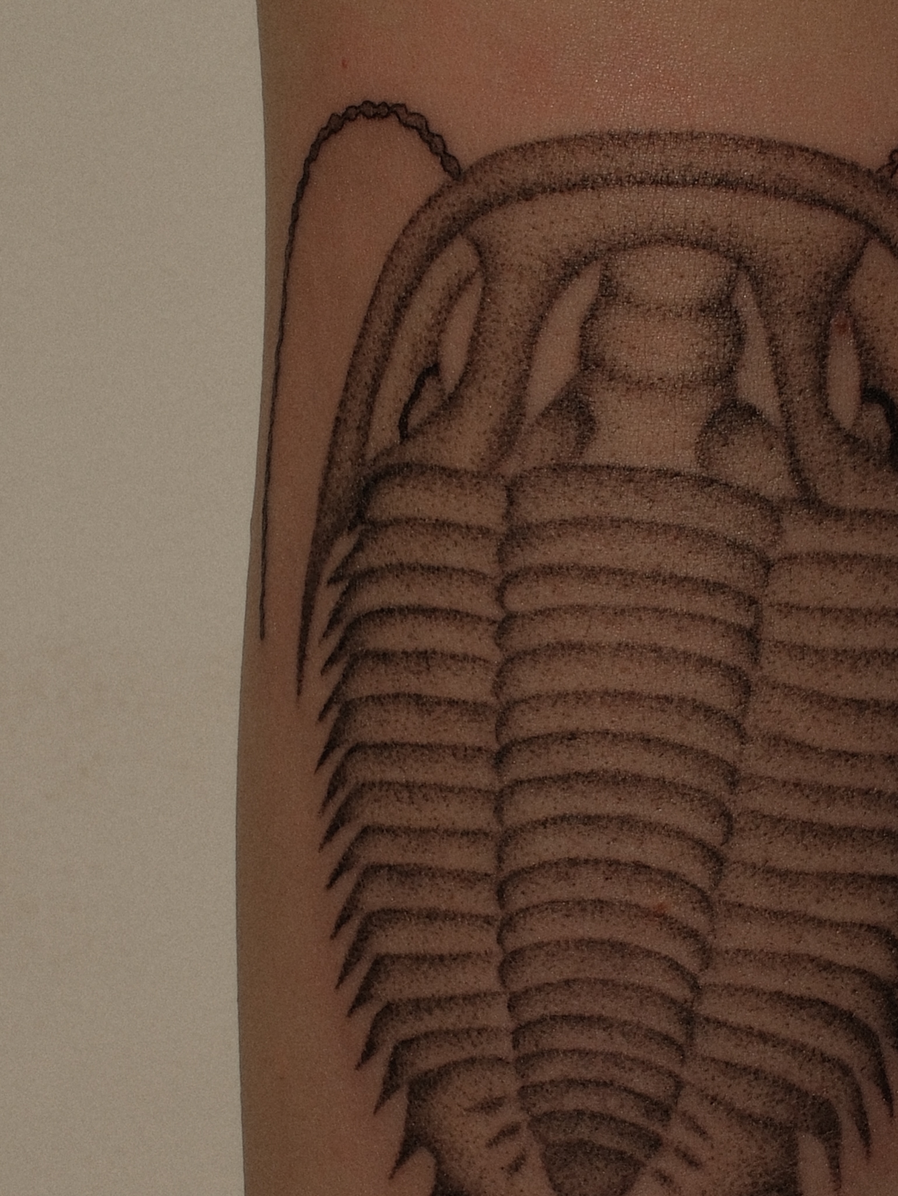 Trilobite black and grey tattoo on the forearm by Diana ๐ซ