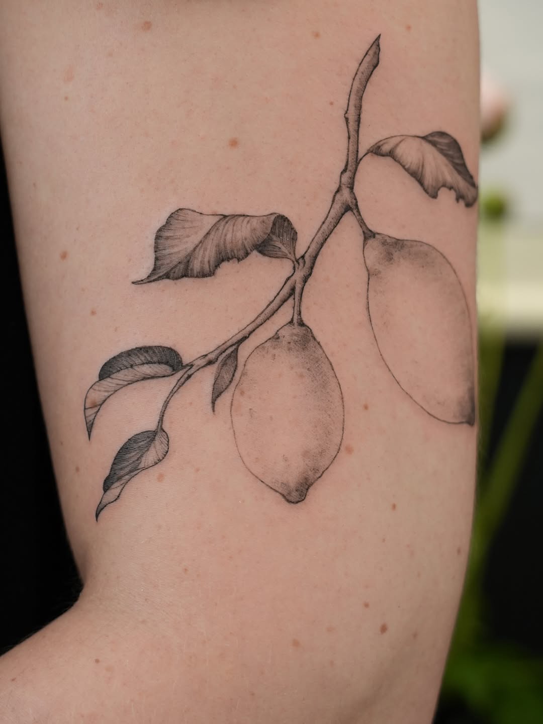 Tattoo by @junh_tattoo — fine_line, realism