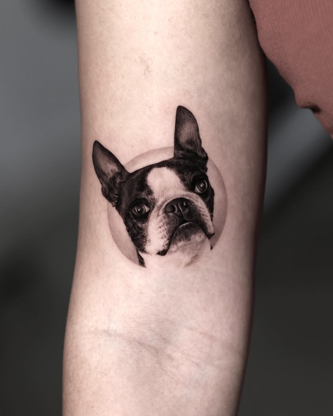 Boston terrier dog portrait realism tattoo on the forearm by LA Tattoo Yeono