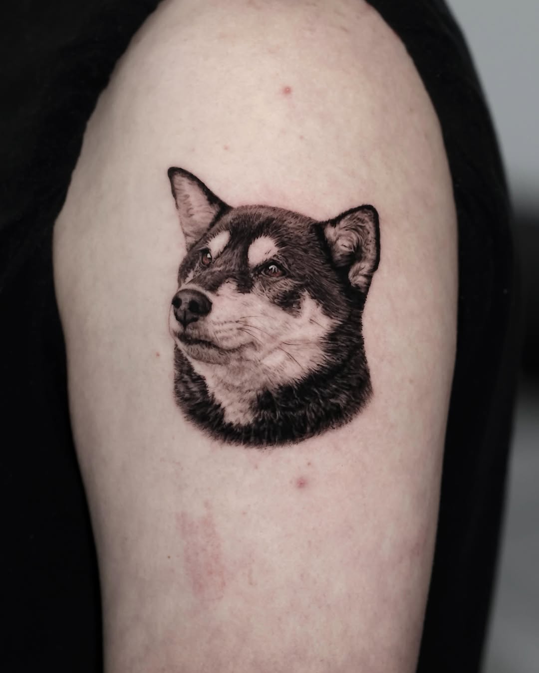Shiba inu dog portrait realism tattoo on the upper arm by LA Tattoo Yeono