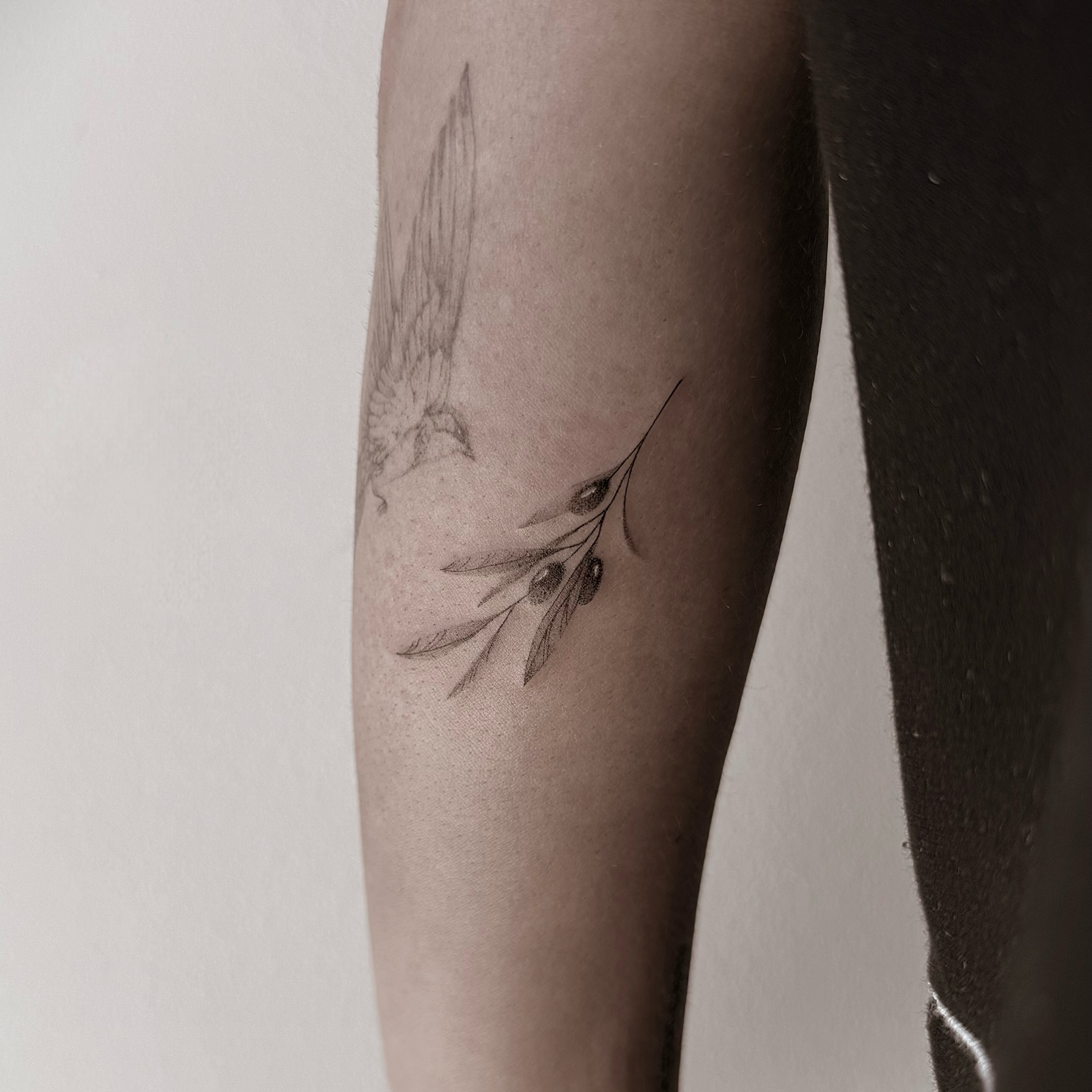 Bird and olive branch black and grey tattoo on the forearm by Chanel Picquelle, Nashville, Tennessee