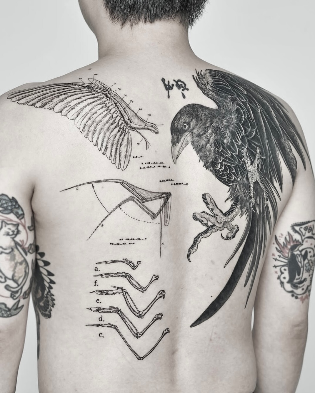 Crow and bird anatomy realism tattoo on the back by X°