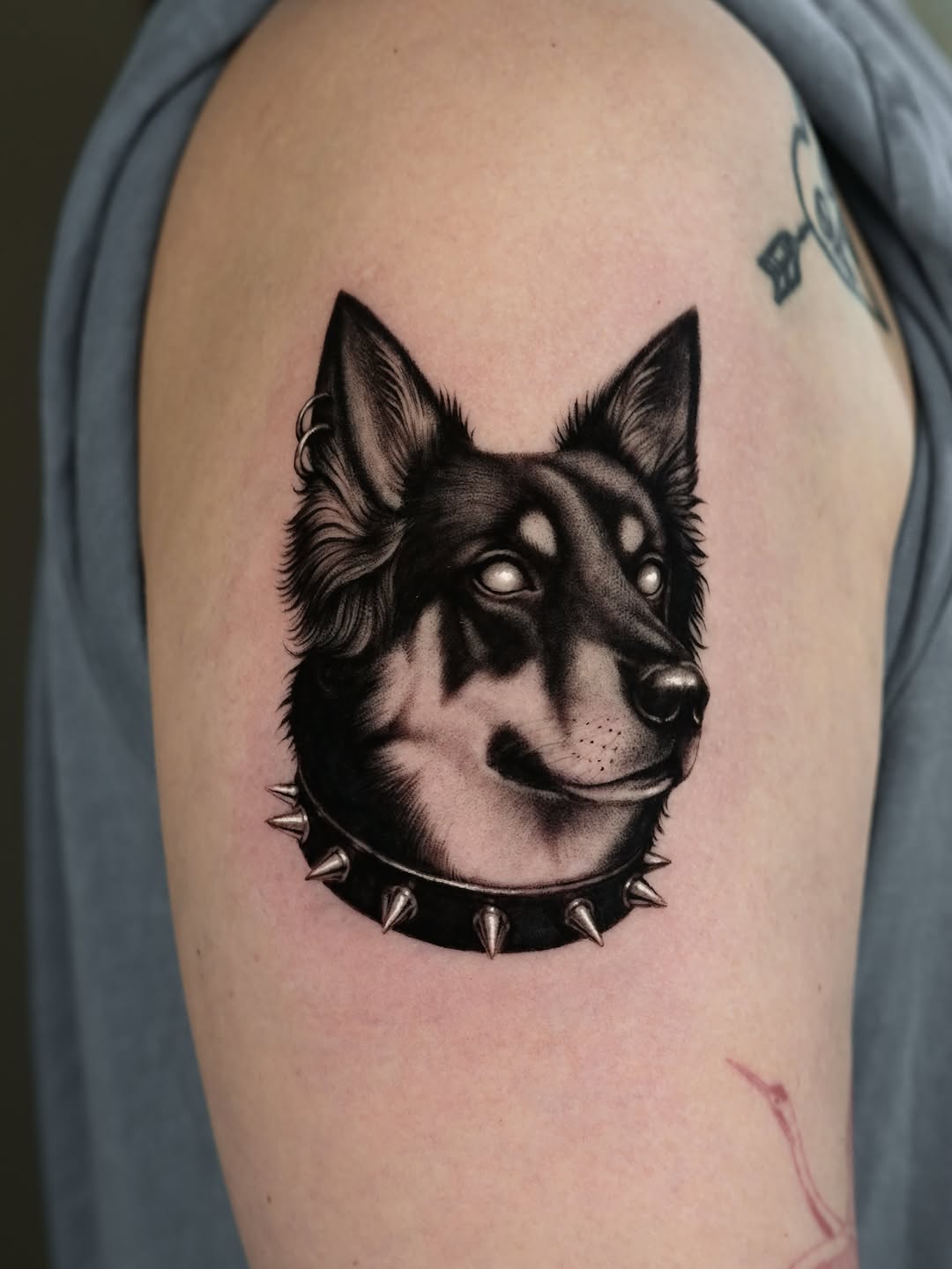 Dog portrait with spiked collar realism tattoo on the shoulder by hiba ⊹ atlanta tattoo artist, Johns Creek, Georgia