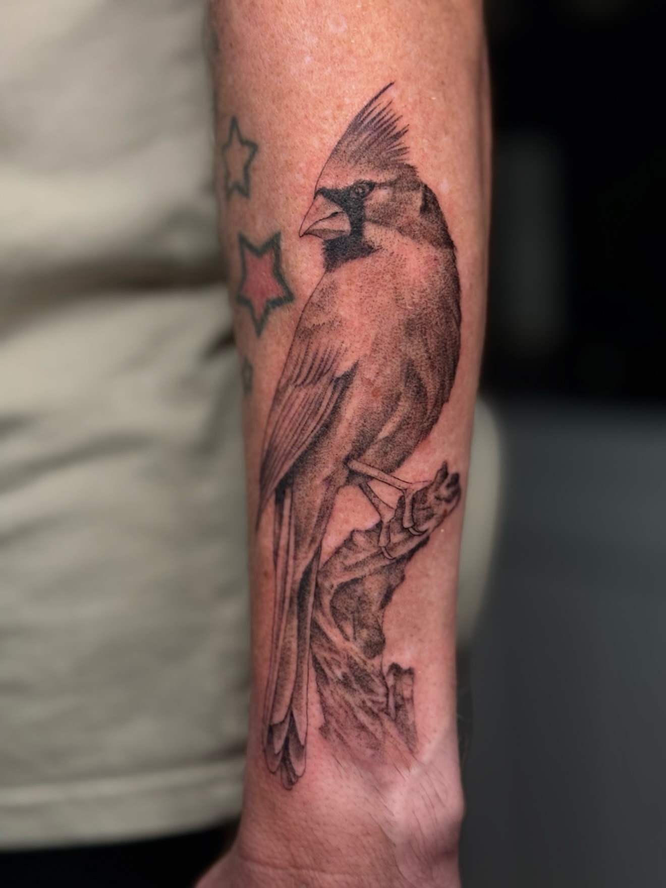 Cardinal bird black and grey tattoo on the forearm by Alyssa Fazzino ⟡ CT Tattoo Artist, Rocky Hill, Connecticut