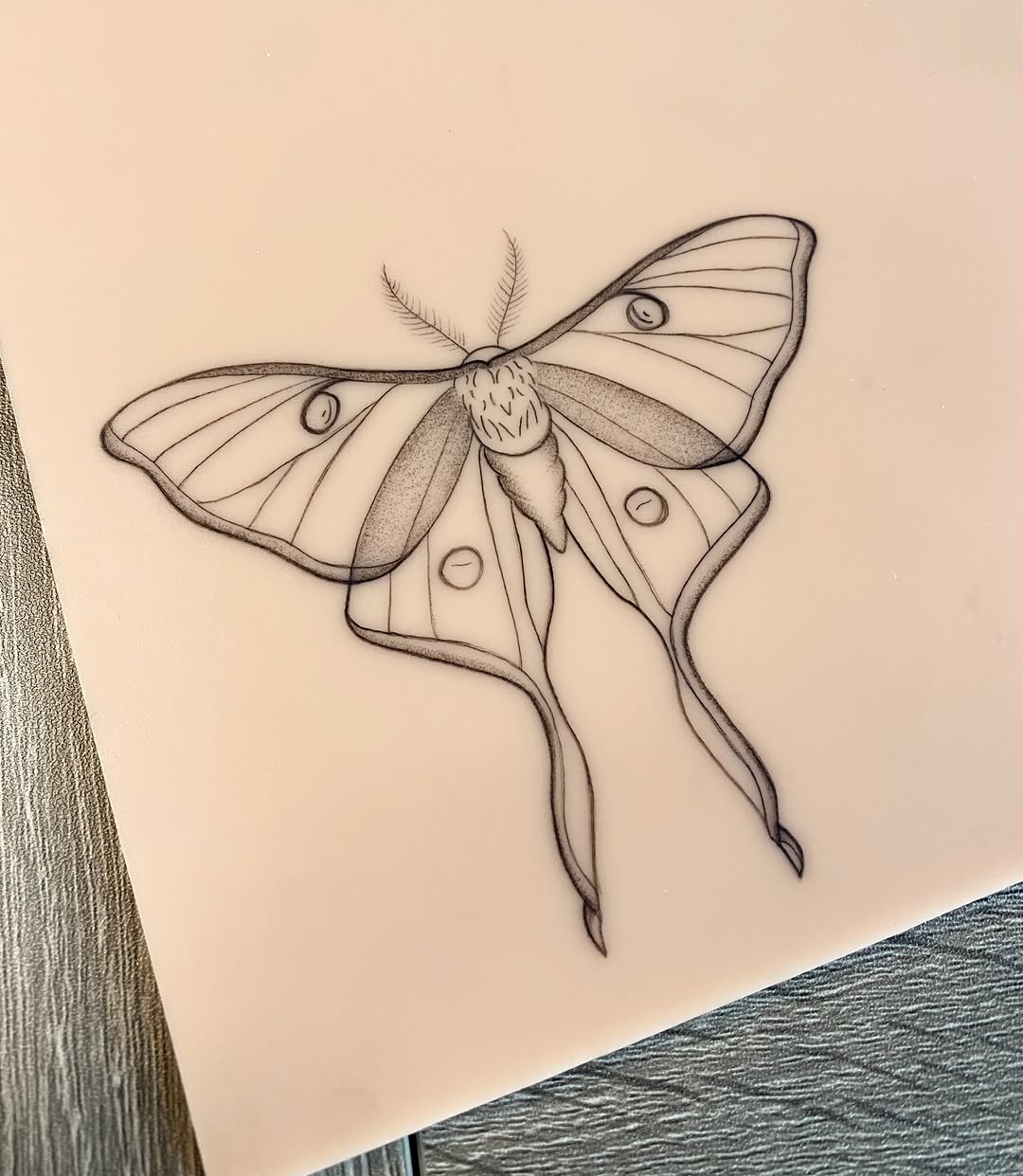 Luna moth fine line tattoo by Ash - Fineline Tattoo Apprentice