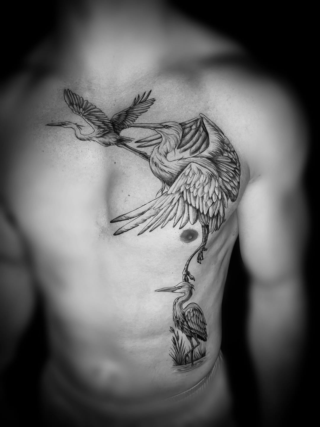 Herons in flight and standing fine line tattoo on the chest by Saint